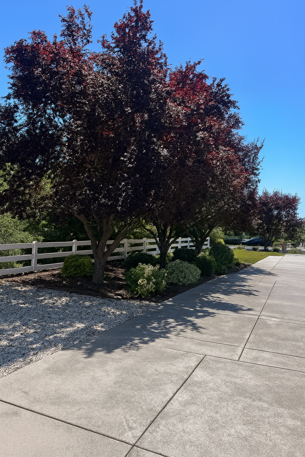 All Photos for Sammy's Tree Services in Sacramento, CA