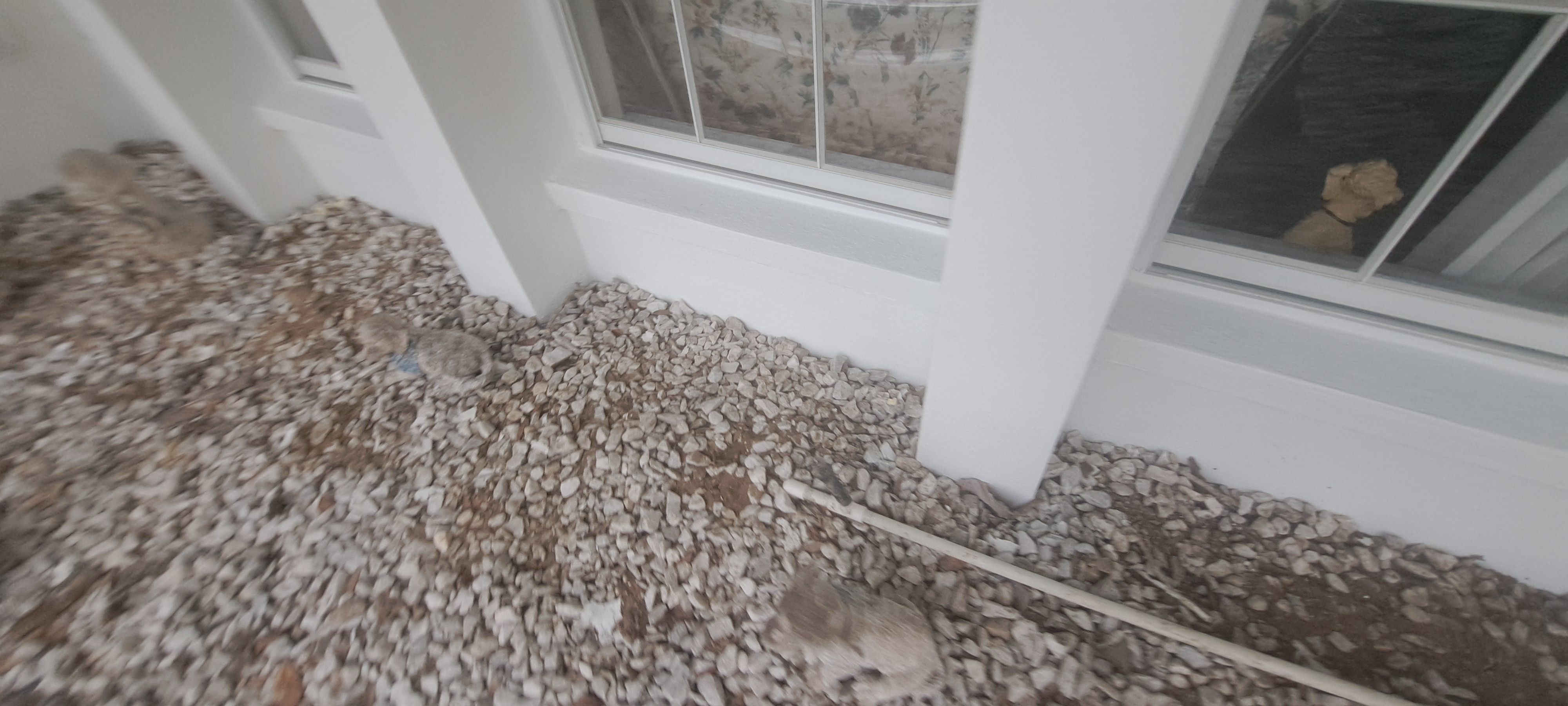  for Perfection Custom Painting LLC in Port Charlotte, FL