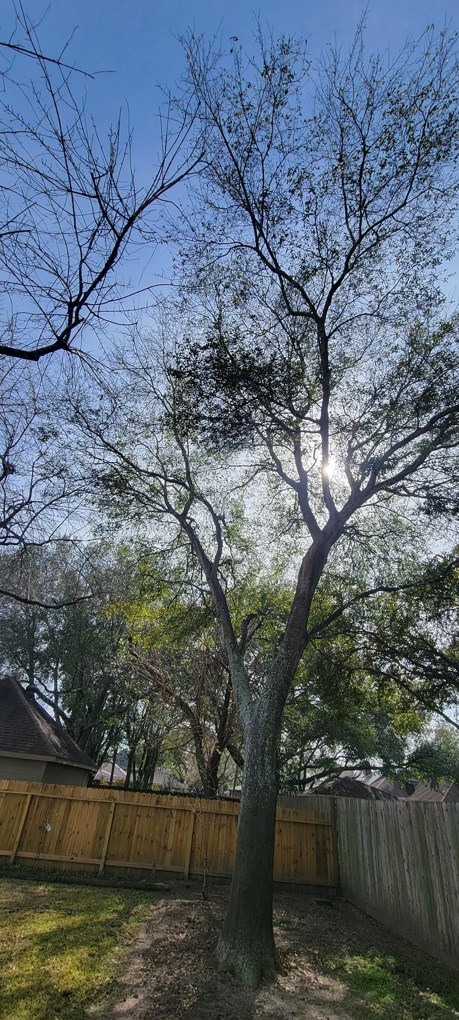  for Servin's Tree Care  in Houston, TX