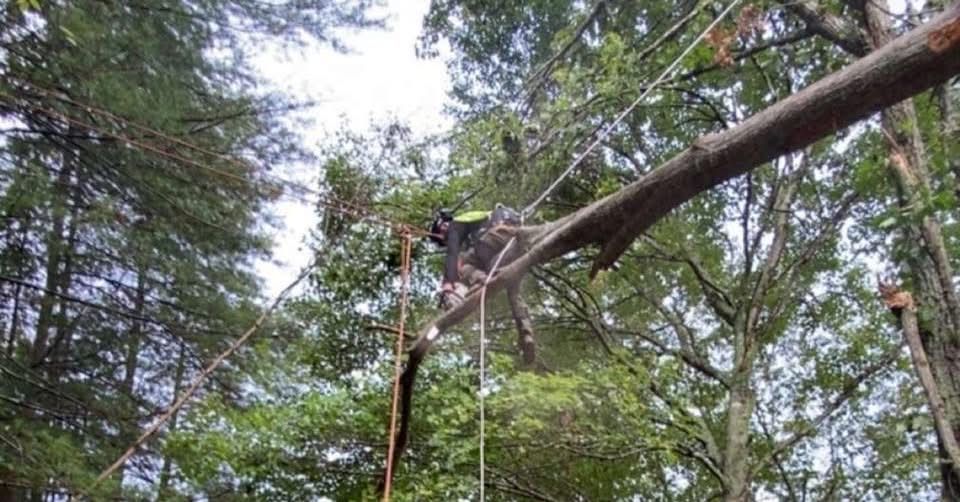 Tree Services for Precision Cutz Tree Services, LLC in Coeburn, VA