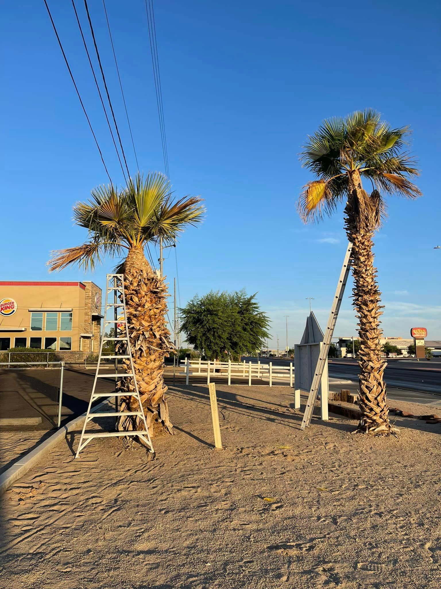 All Photos for Oliver L. Palm & Tree services in Yuma, AZ