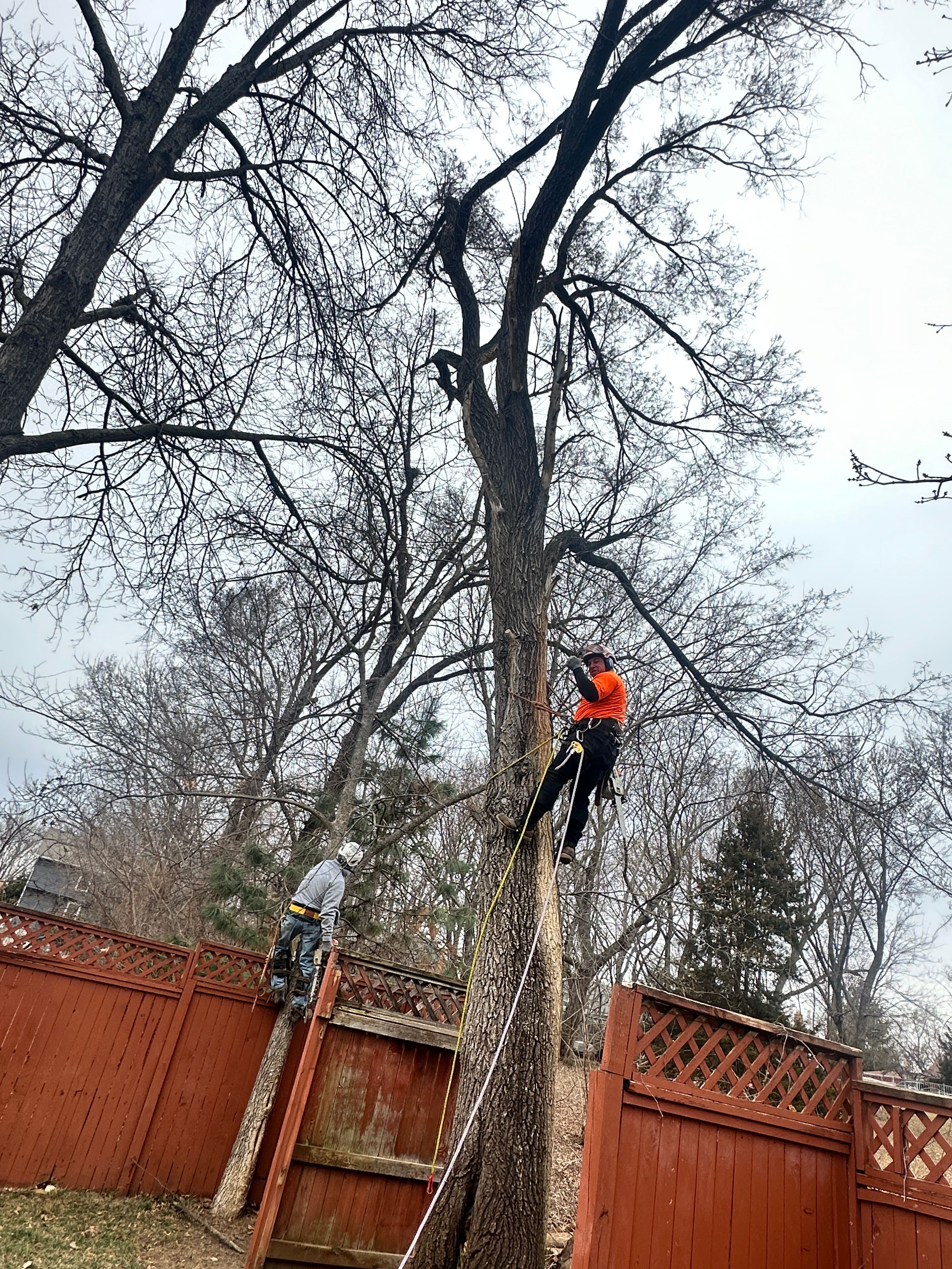 All Photos for Cross Family Tree Service in Kearney, MO