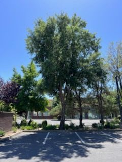 All Photos for Sammy's Tree Services in Sacramento, CA
