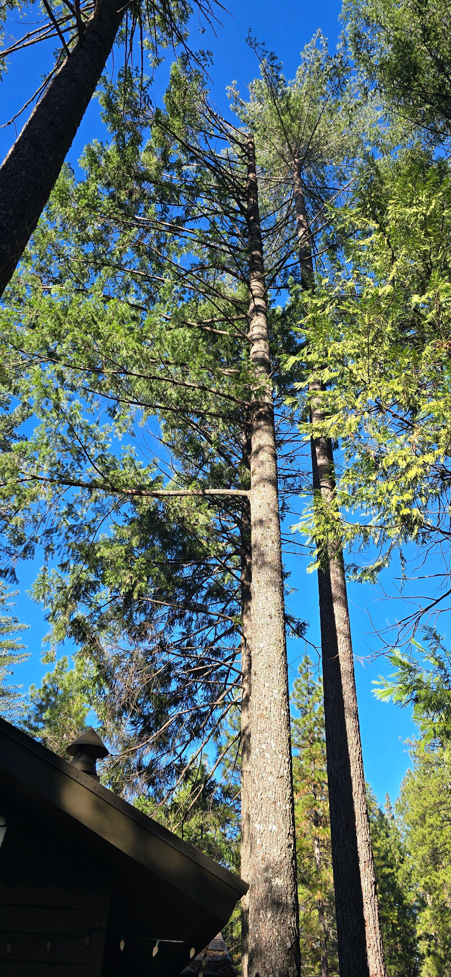  for George Staddan's Professional Tree Care in Placerville, CA