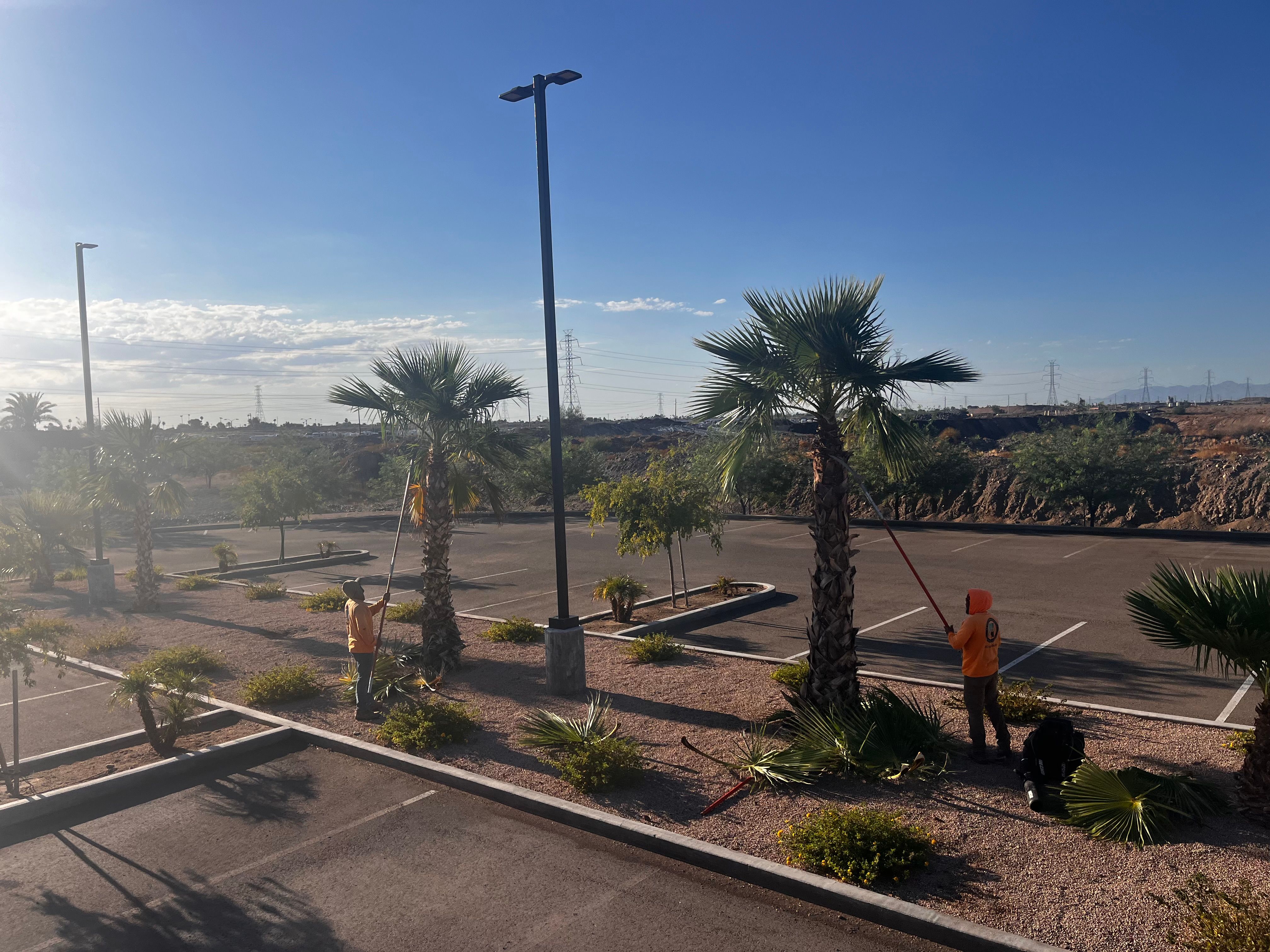  for AZ Tree & Hardscape Co in Surprise, AZ