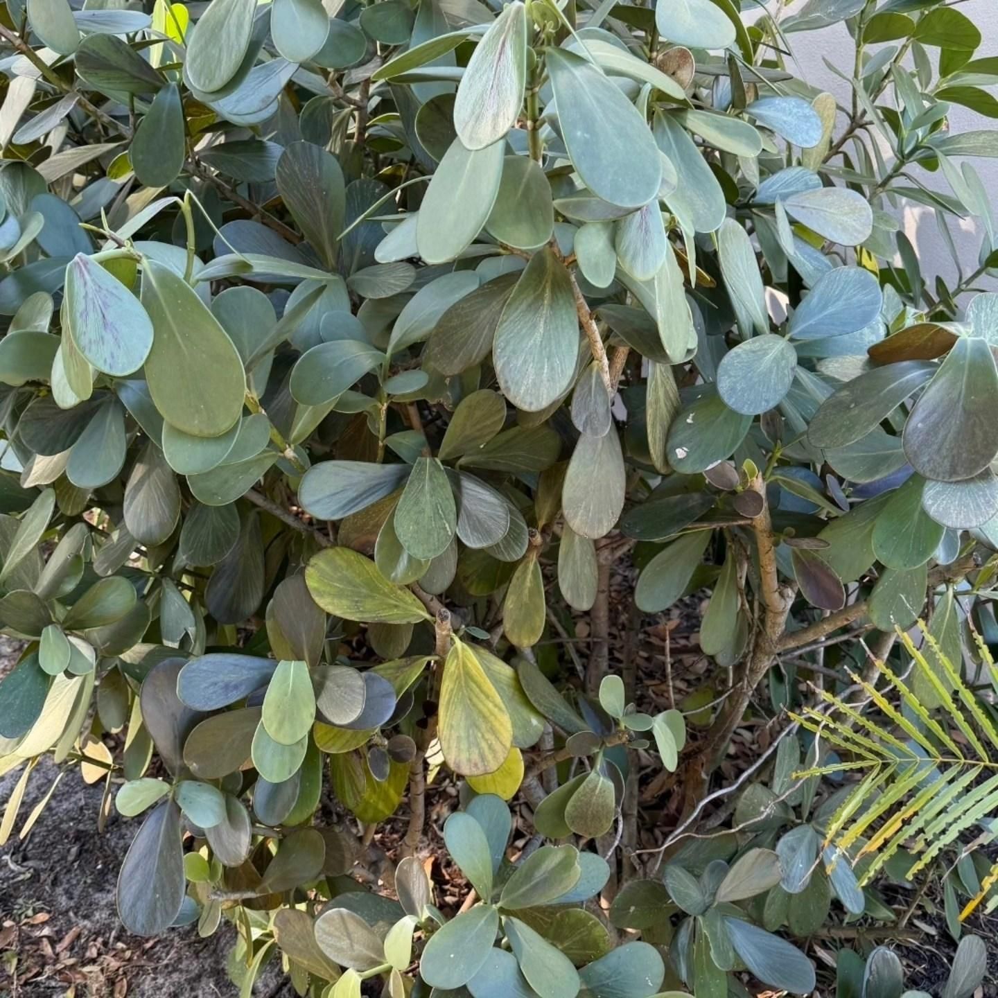  for Bridgewater Arbor Care LLC in Jupiter, FL