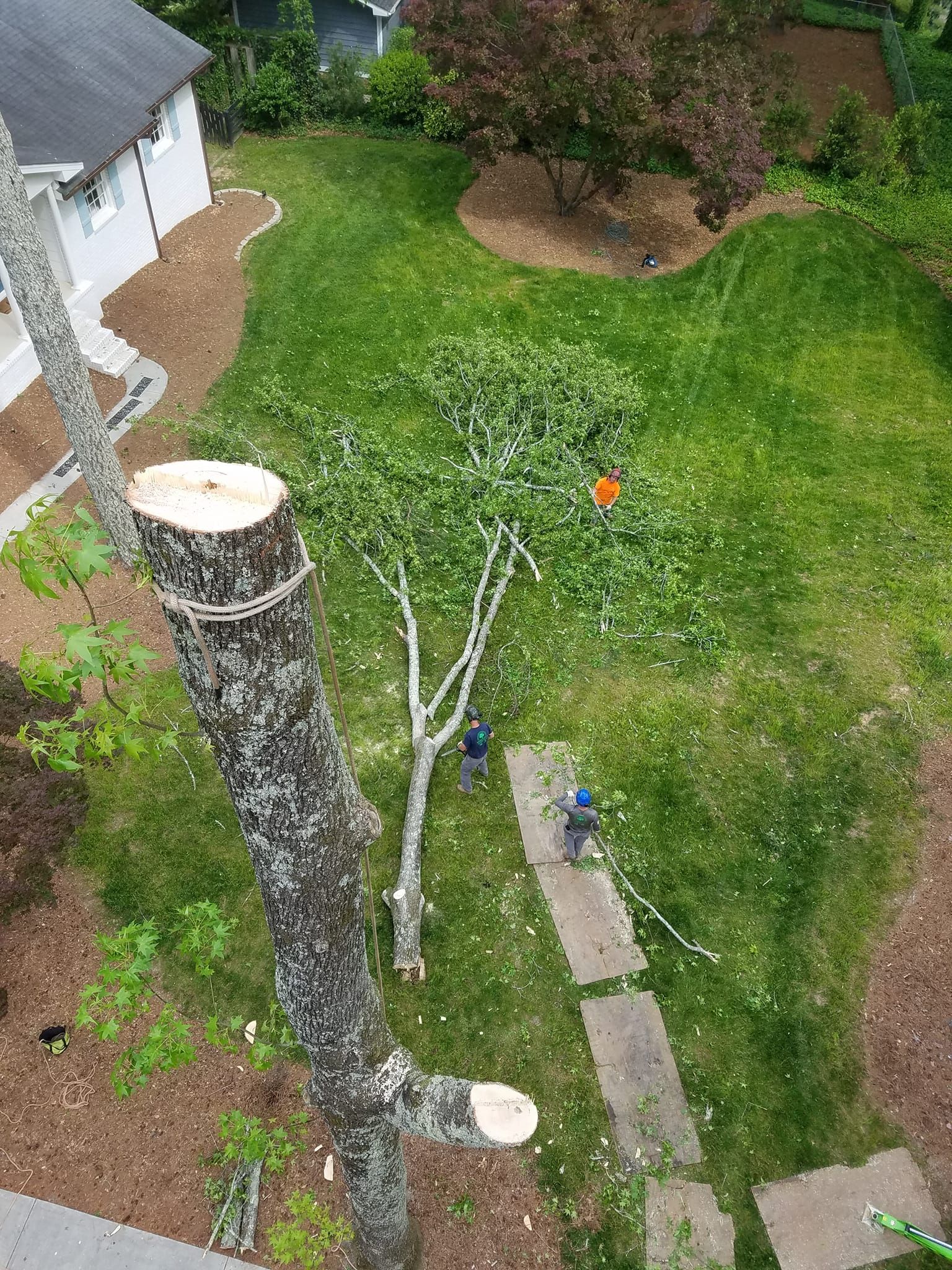  for Sky High Tree Service in Columbia, MO