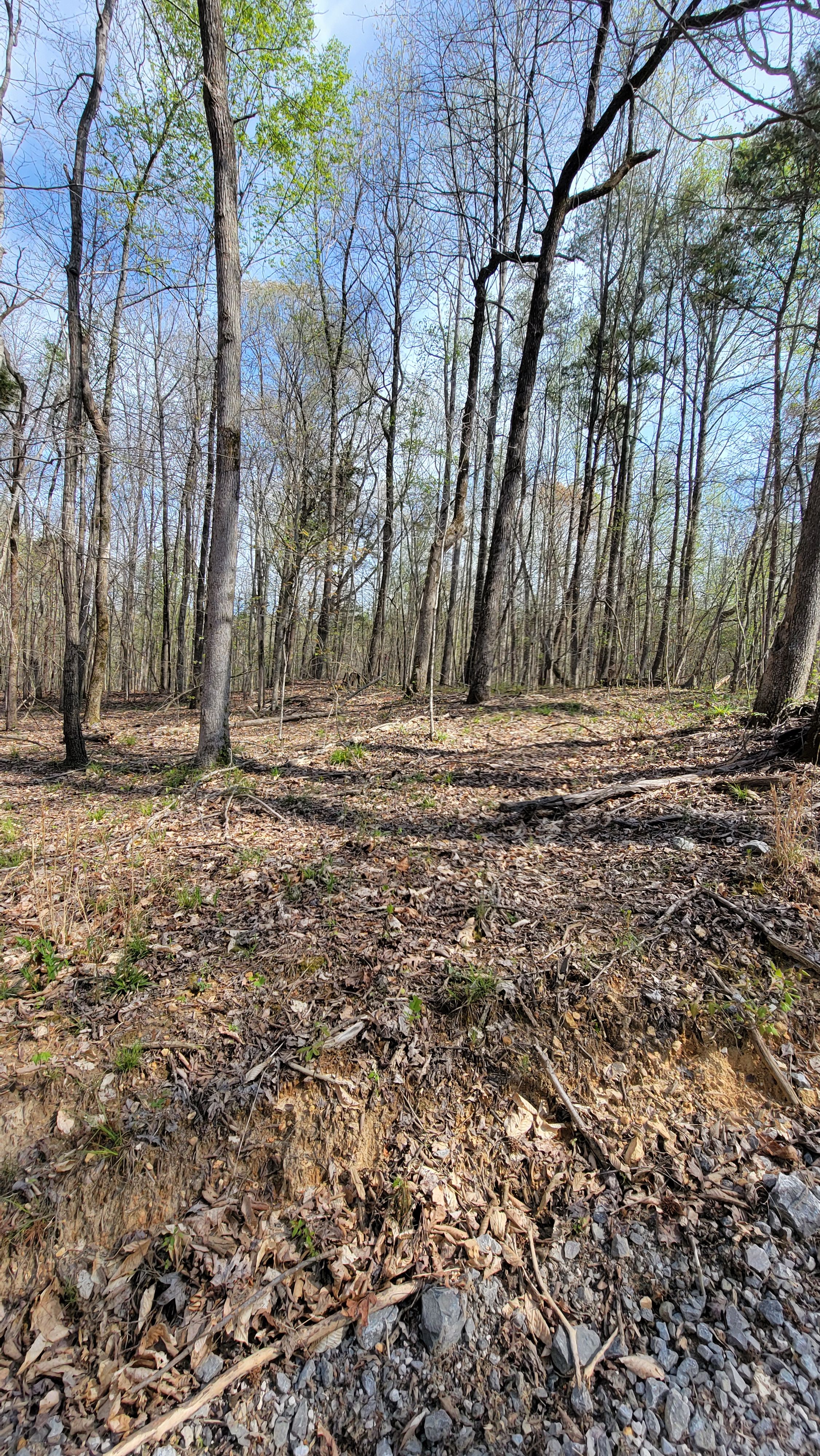  for Z's Land Management & Forestry Mulching in Smithville, TN
