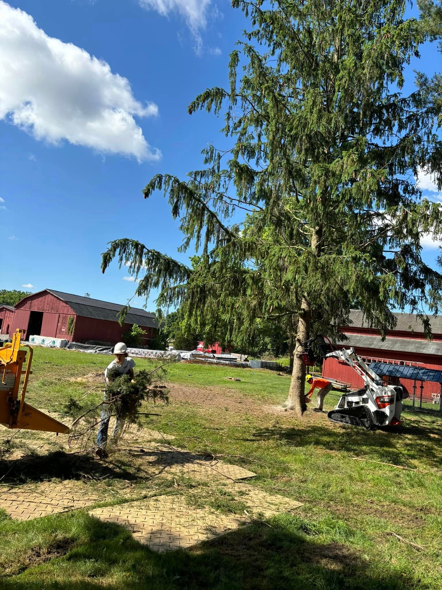 Tree Removal for Melnyk’s Tree Service in Salem County, NJ