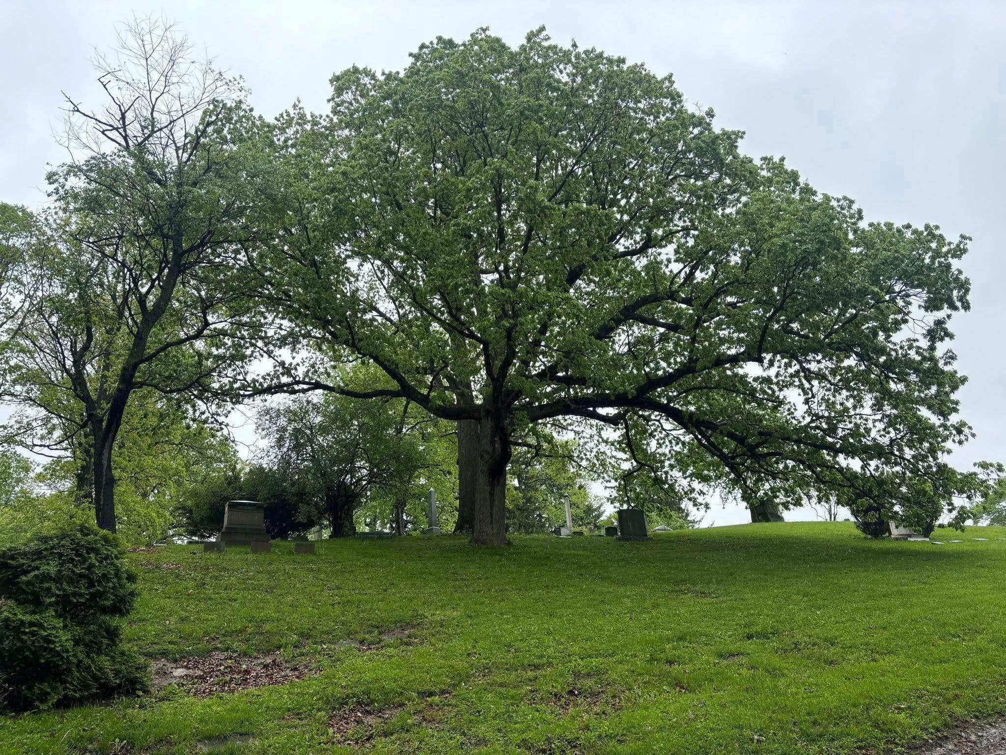  for T's Trees in Albany, NY