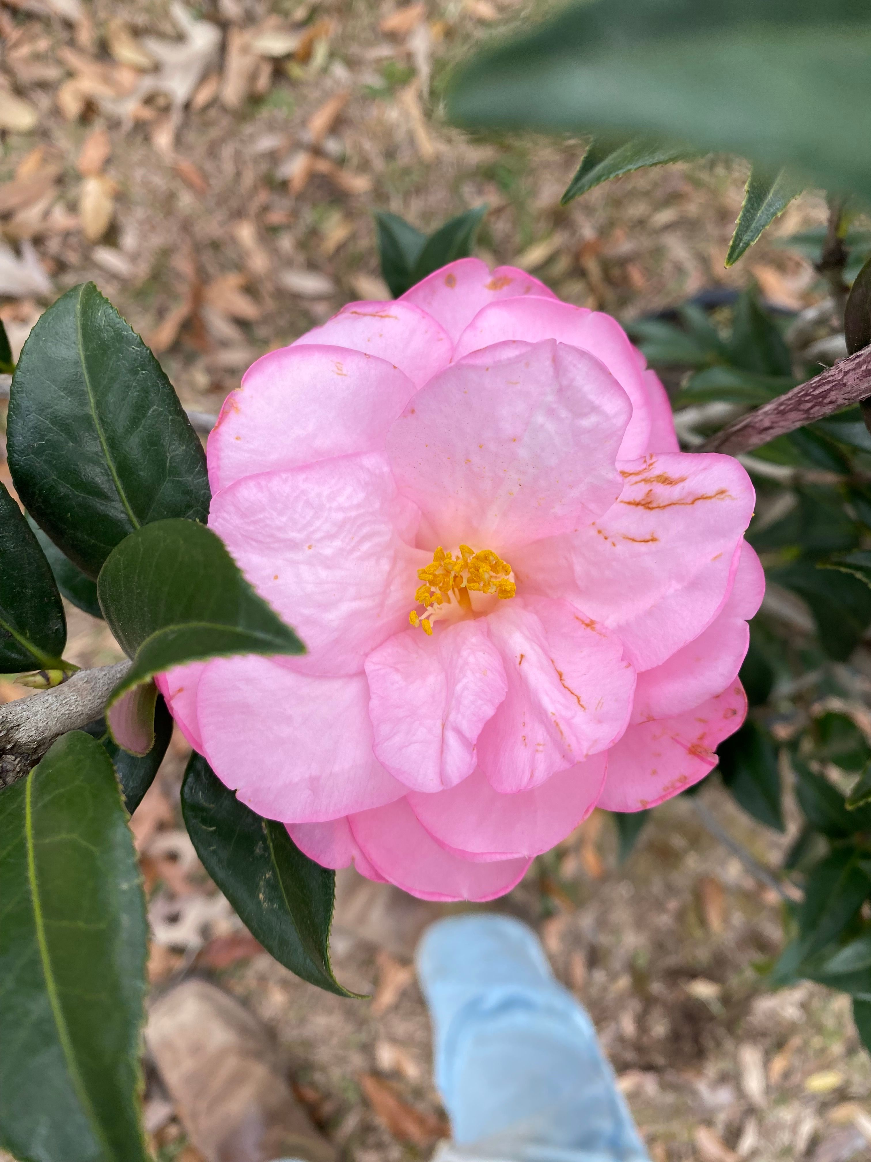 for Grasshopper's Lawn and Landscape in Fairhope, AL