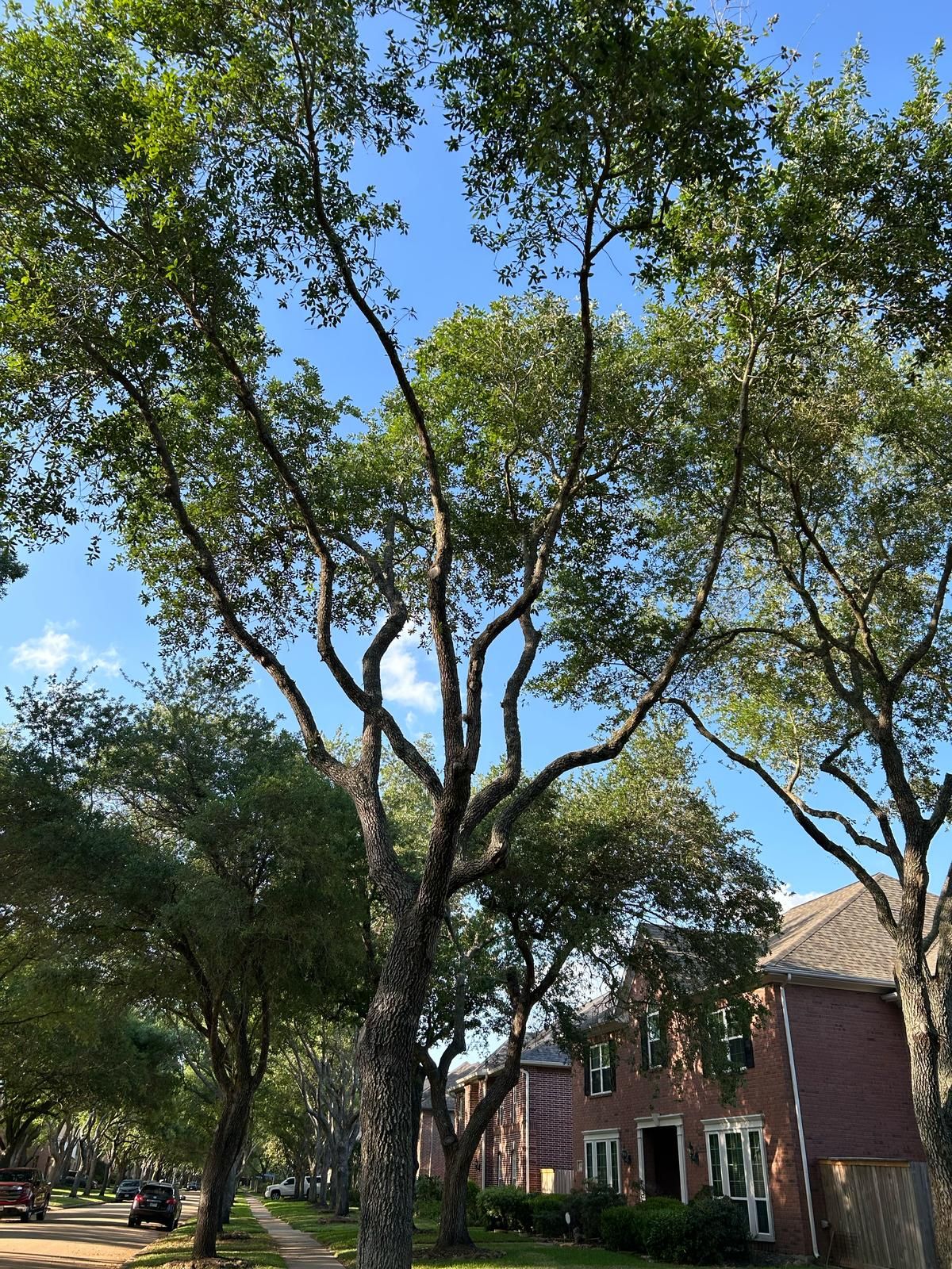  for Right Choice Landscaping LLC in Houston, TX