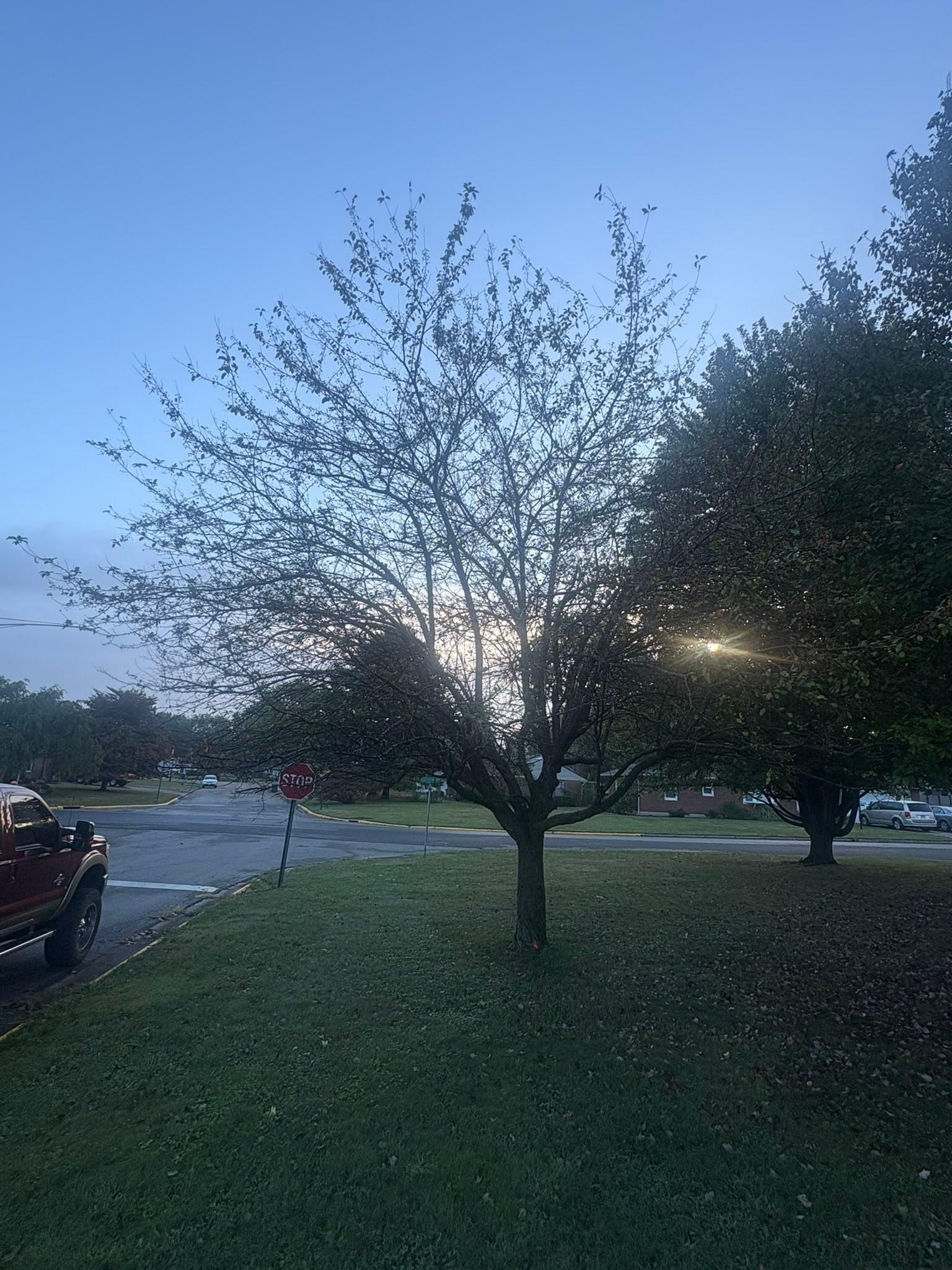  for Dig-It Tree Company in , 