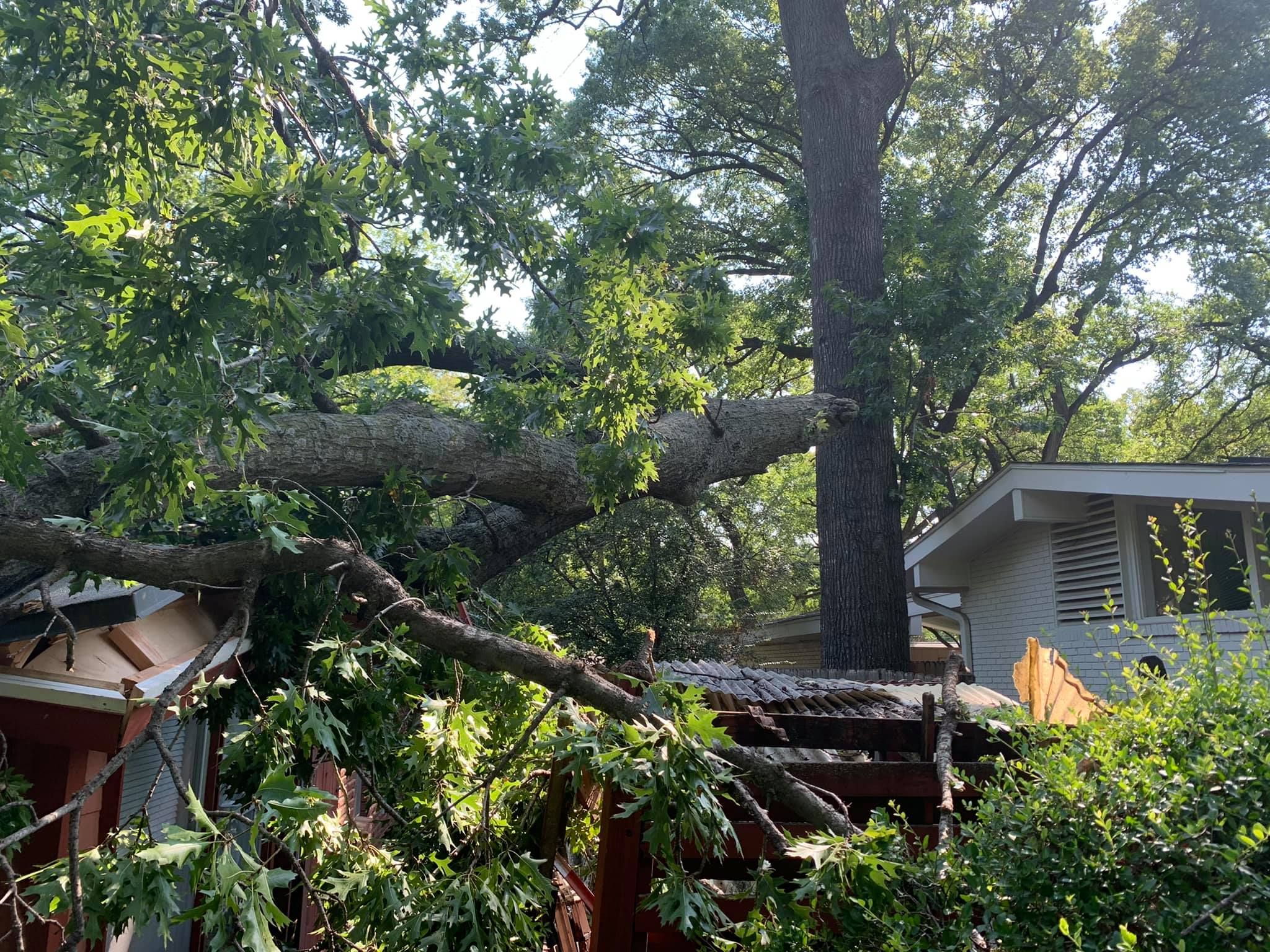  for TLC Professional Tree Service in Fort Worth, TX