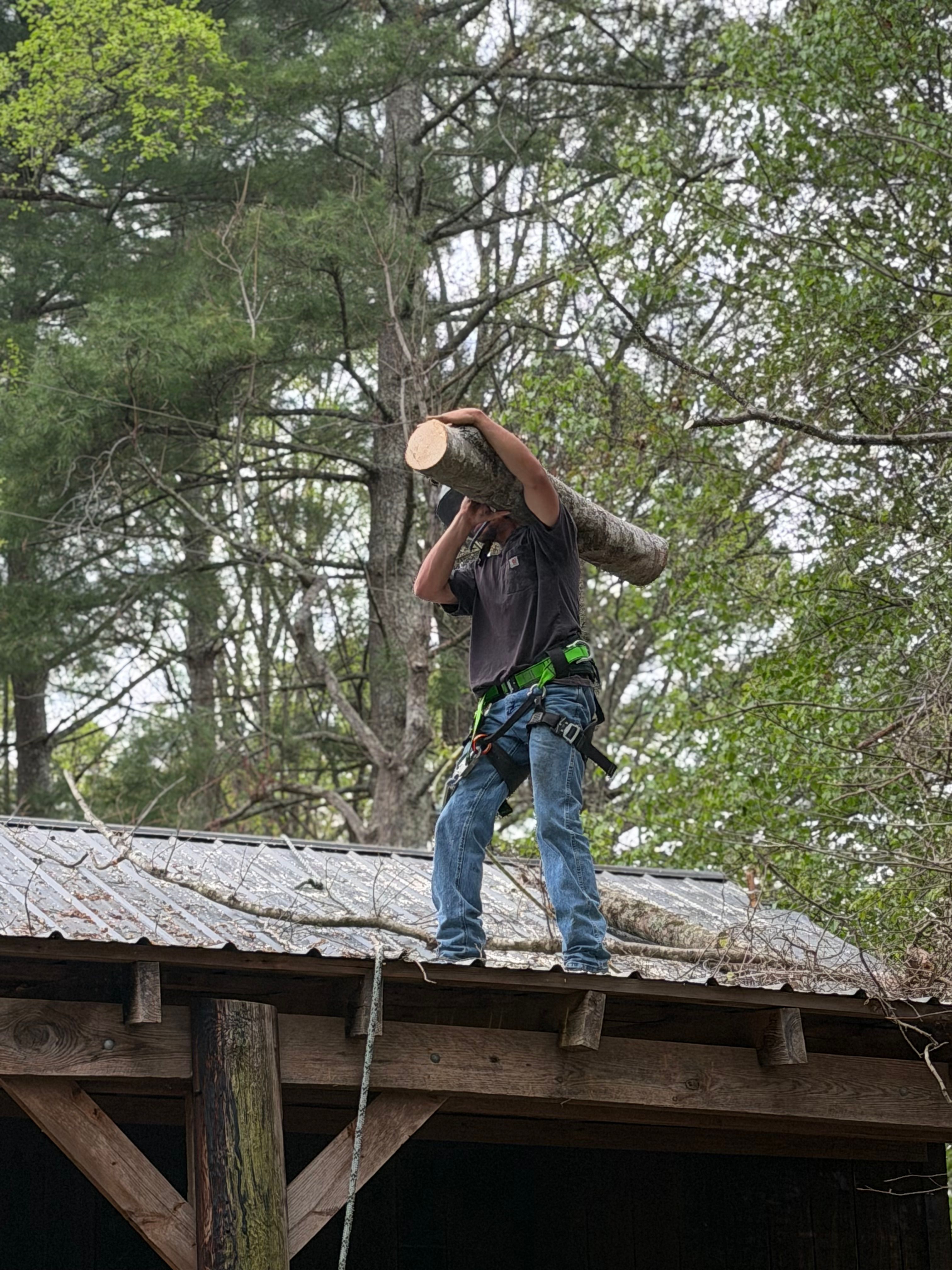  for Ramirez Tree Care in Elkin, NC
