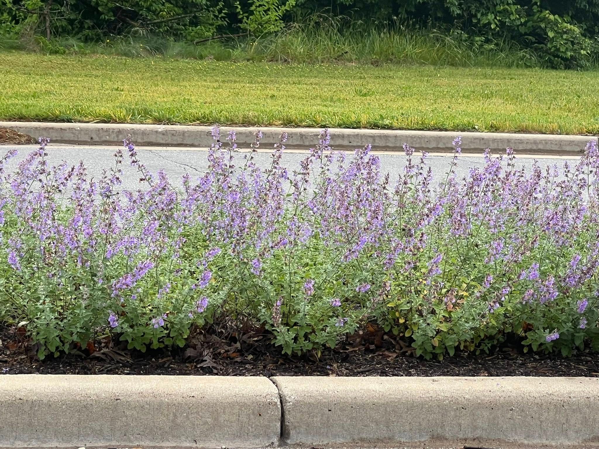  for Diamond Landscape Maintenance Corp. in Warsaw, IN