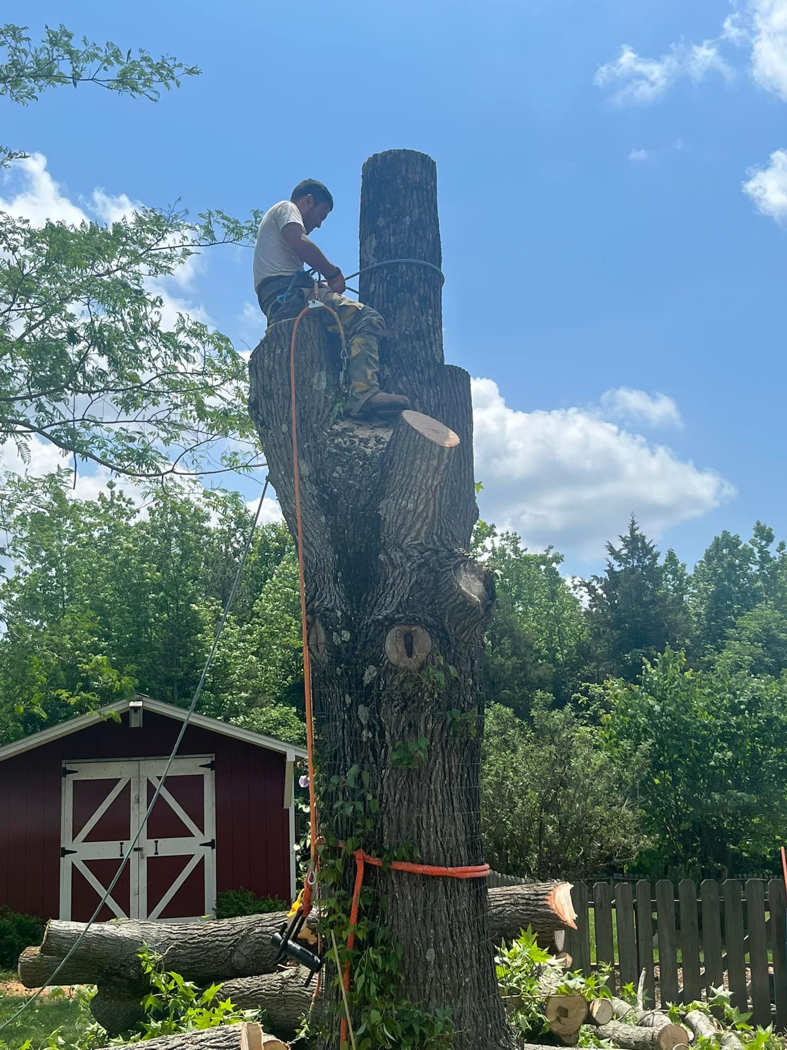  for DW’s Tree Service in Winston-Salem, NC