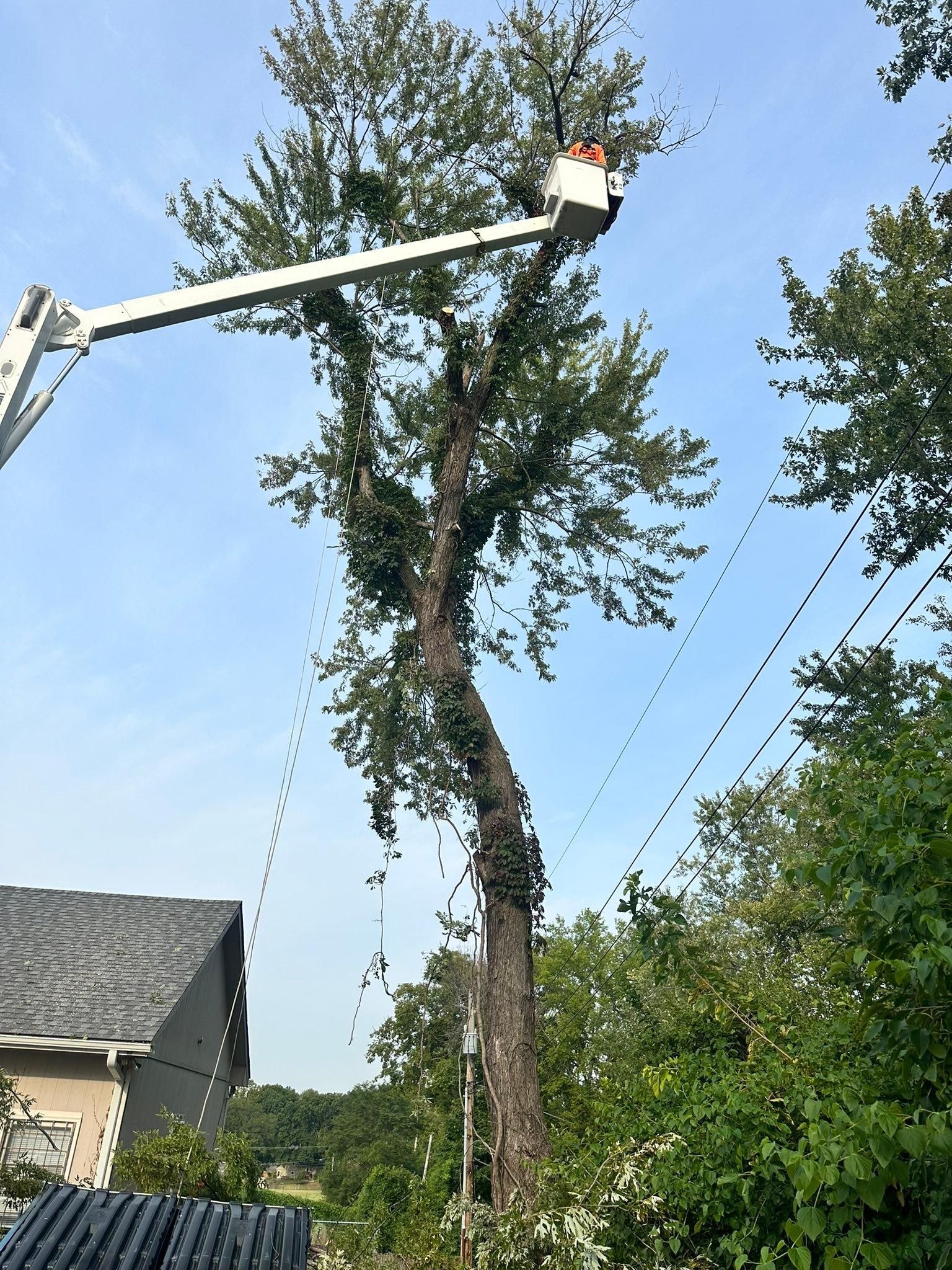 All Photos for Cross Family Tree Service in Kearney, MO