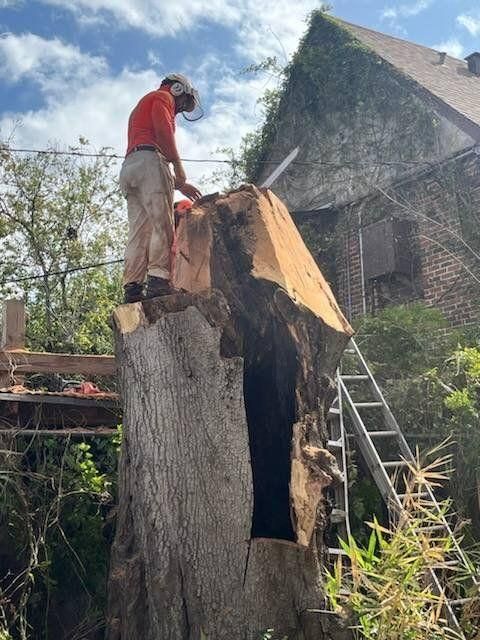  for Servin's Tree Care  in Houston, TX