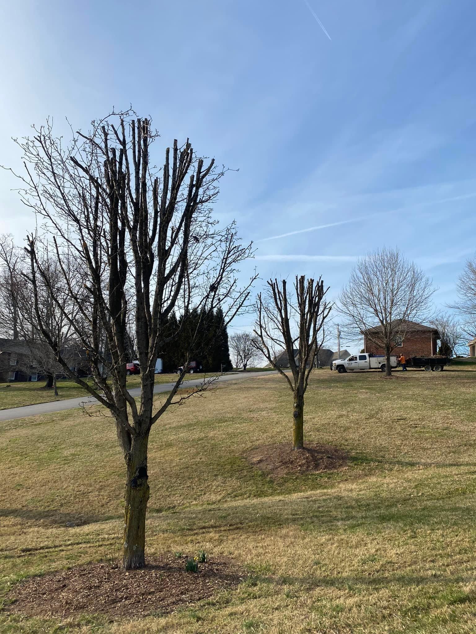 Tree Removal for Atwood’s Tree Care in Liberty,  KY