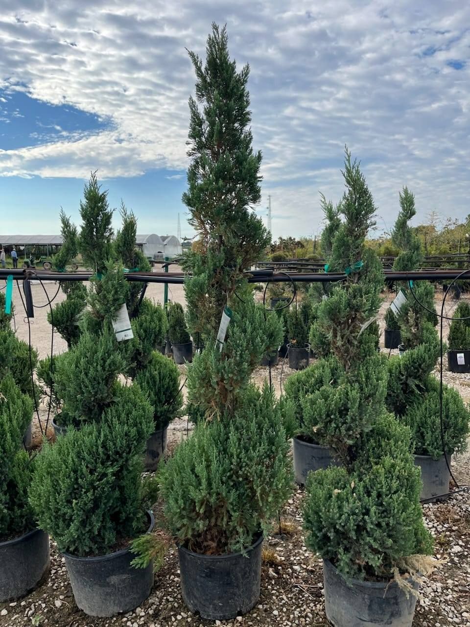  for Jose's Yardservice in Keller, TX