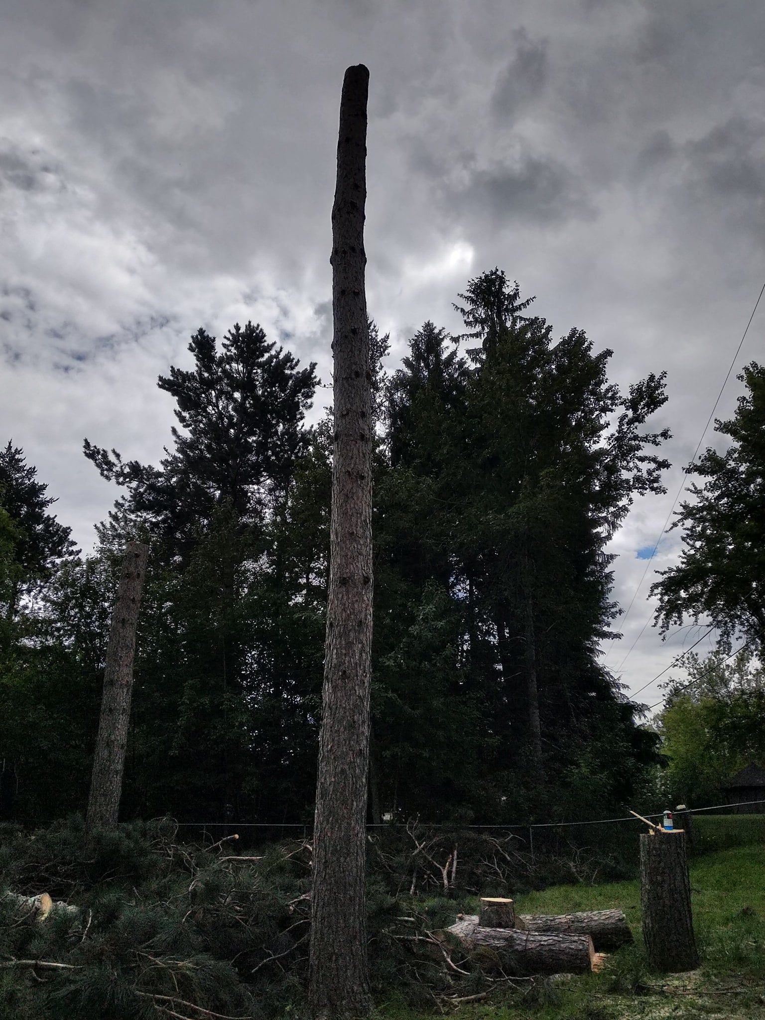  for Sloan Tree Service in Aurora, CO