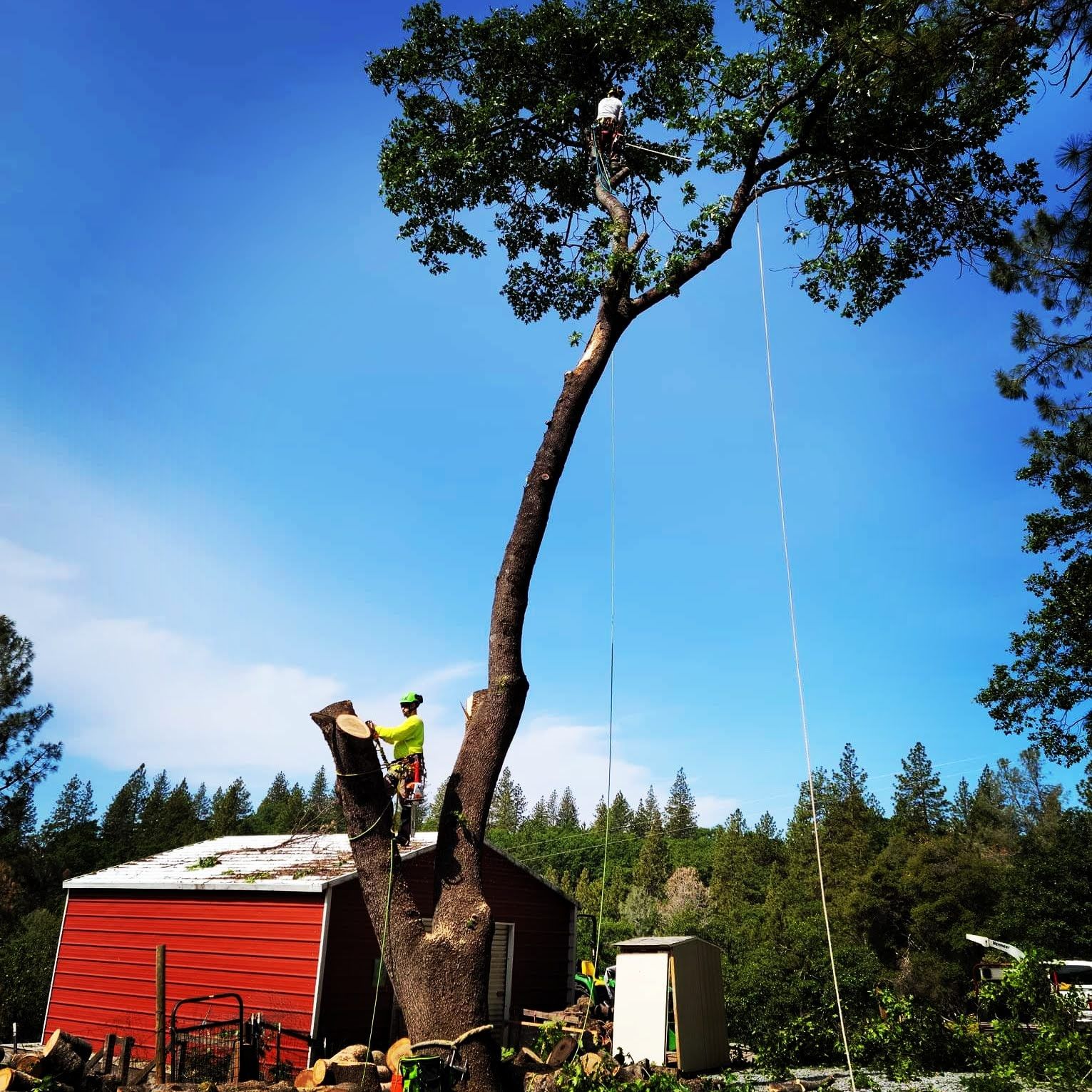  for George Staddan's Professional Tree Care in Placerville, CA