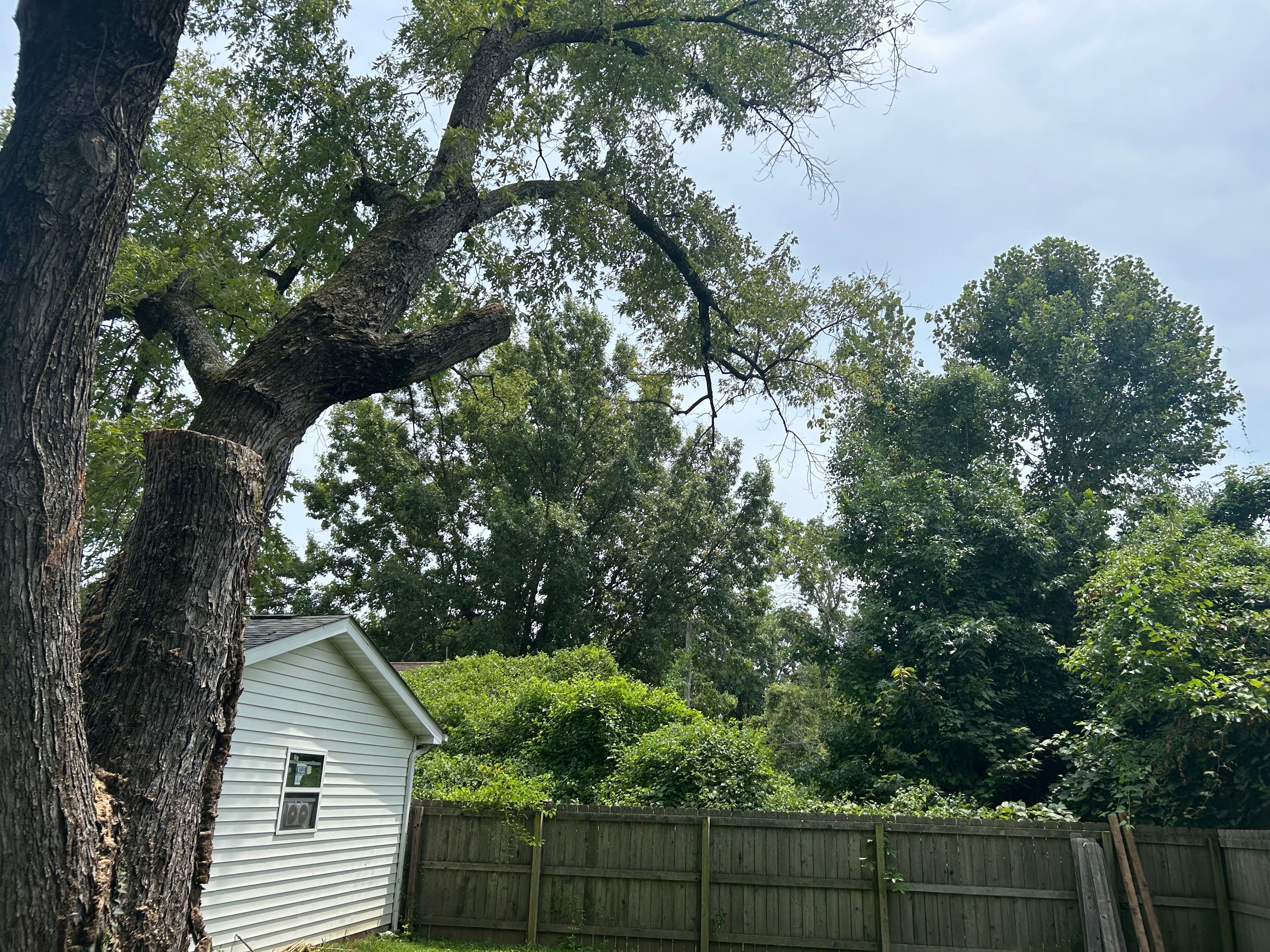  for Stinger Tree Service in Belleville, IL