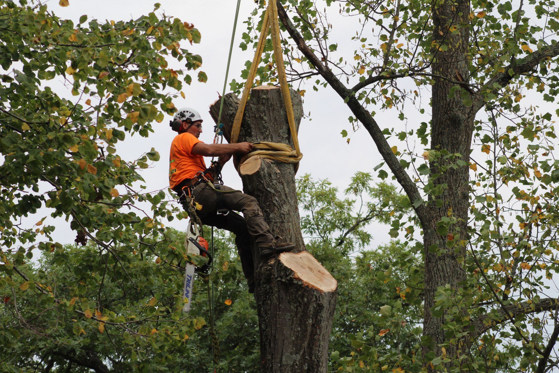  for Advanced Tree Solutions in Rockville, IN