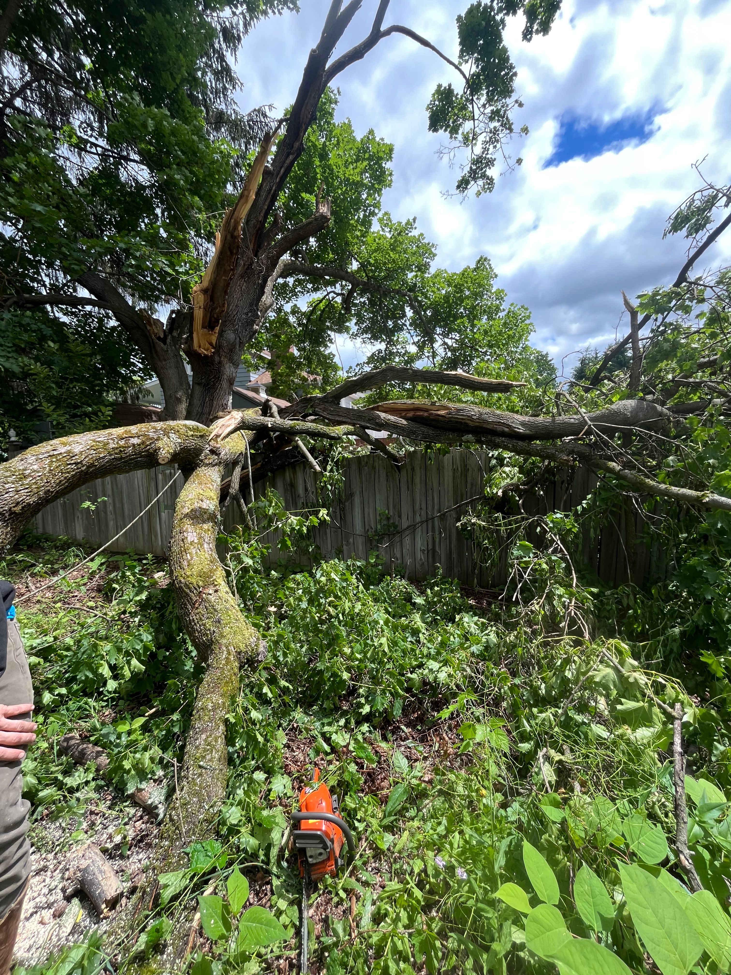All Photos for Licensed to Cut Tree Service in Athens, PA