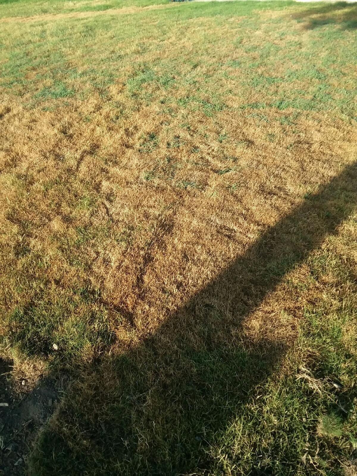  for Benito's Gardening in San Juan Capistrano, CA