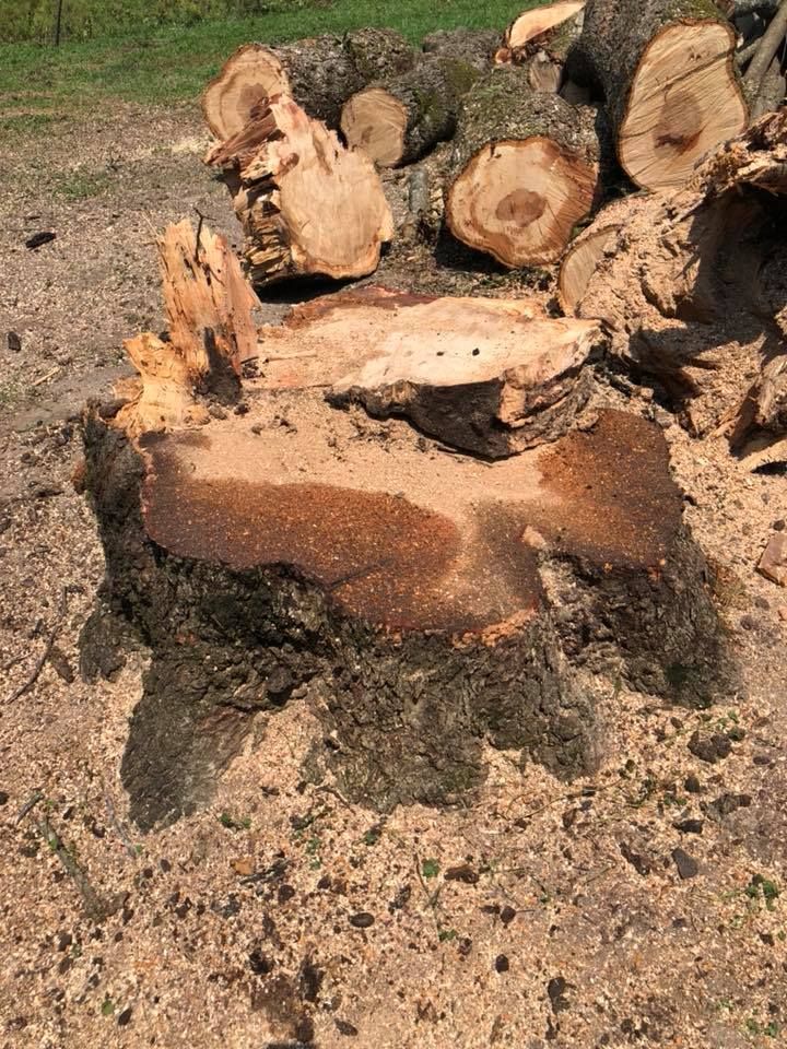  for M & J Tree Service & Stump Grinding in Auburn, GA