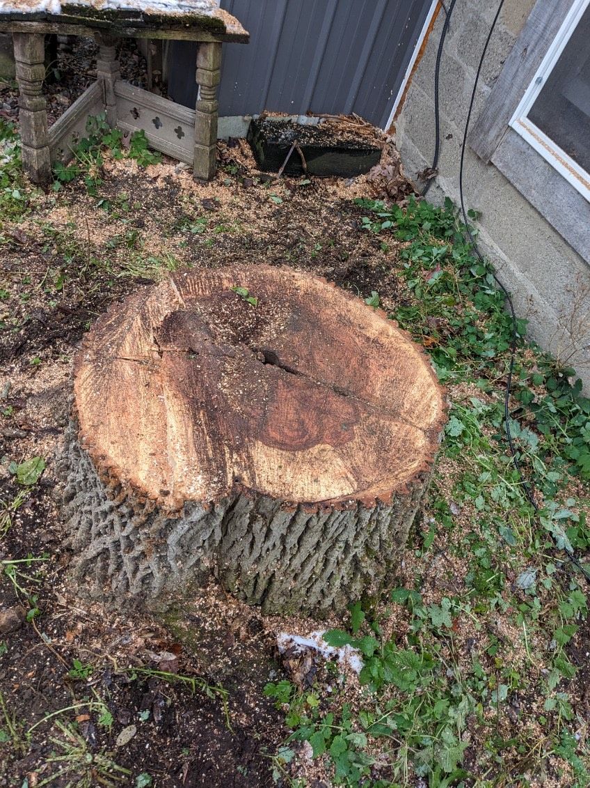  for T's Trees in Albany, NY