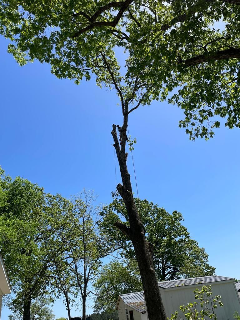 Tree Removal for Rosales Landscaping LLC in Lake Gaston, North Carolina