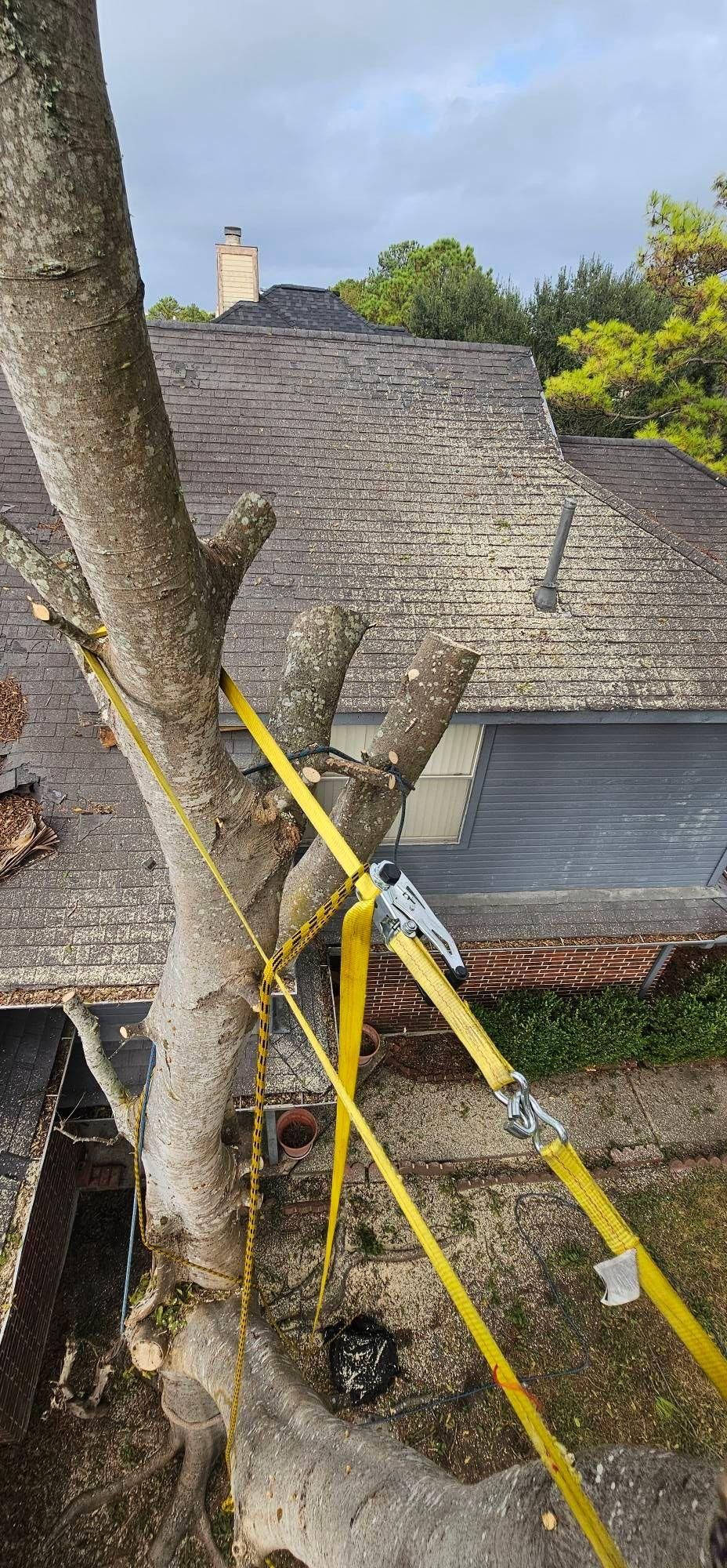  for Servin's Tree Care  in Houston, TX