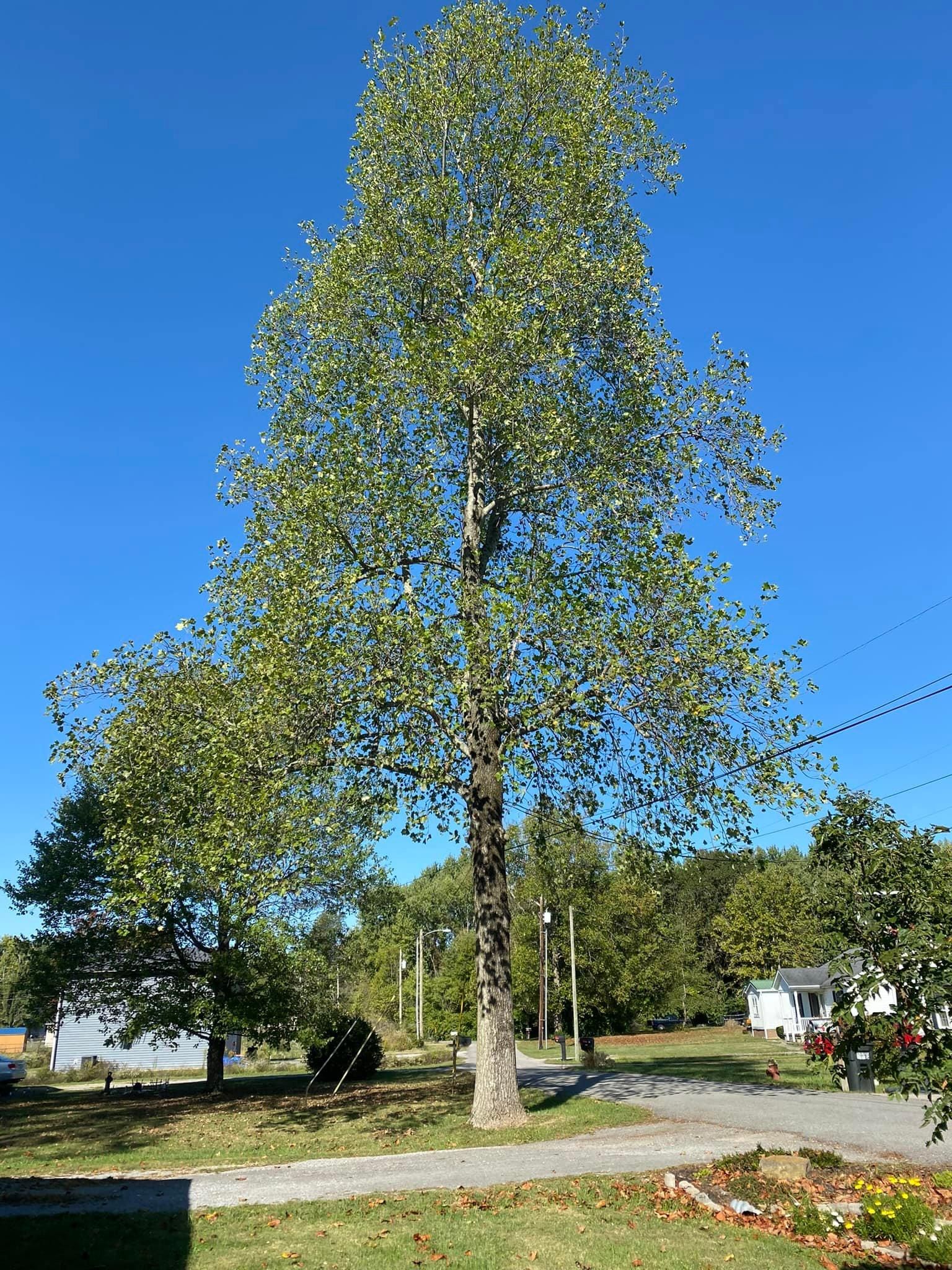 Fall and Spring Clean Up for Atwood’s Tree Care in Liberty,  KY