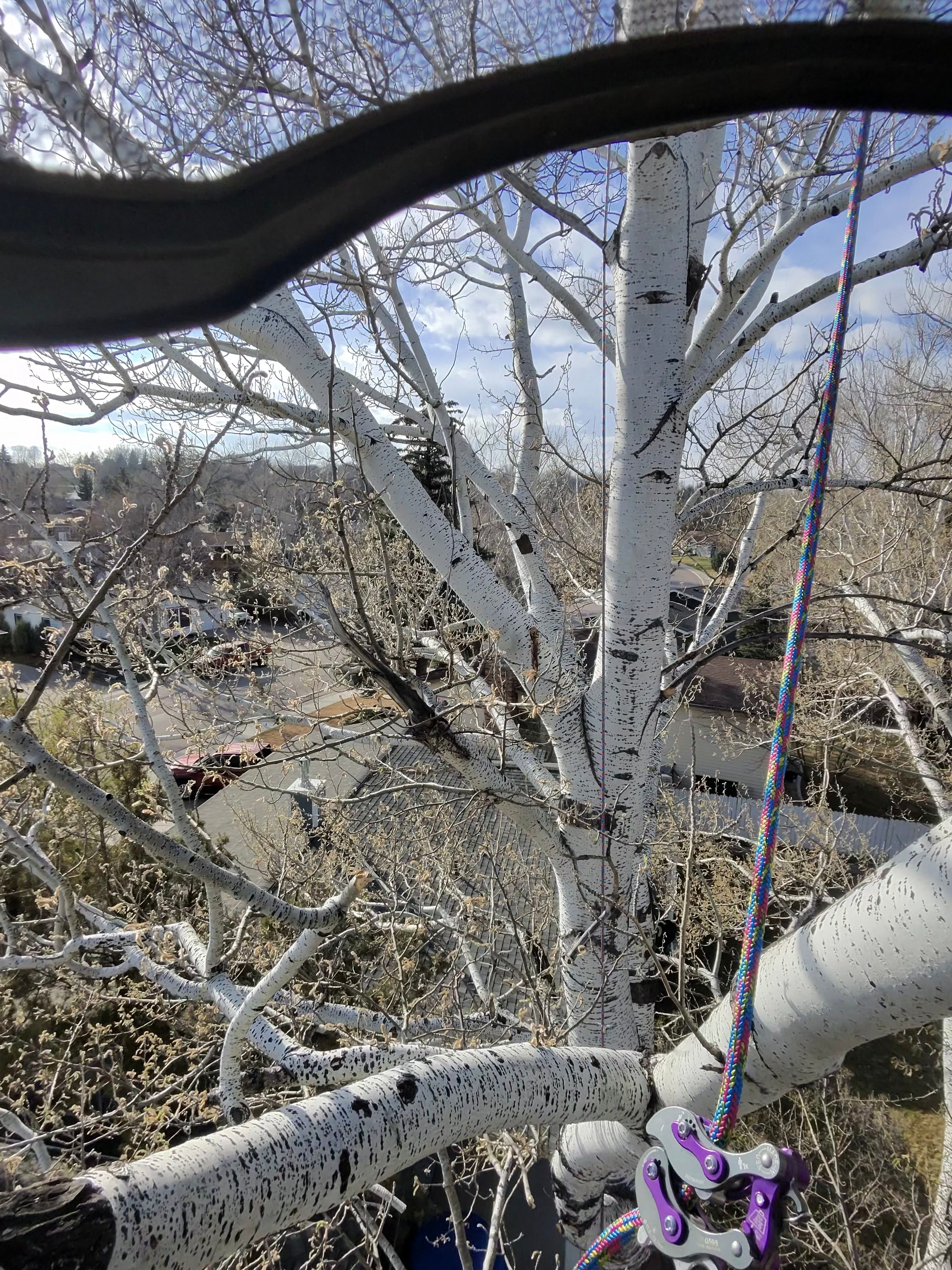  for Elevated Tree Care in Gillette, WY