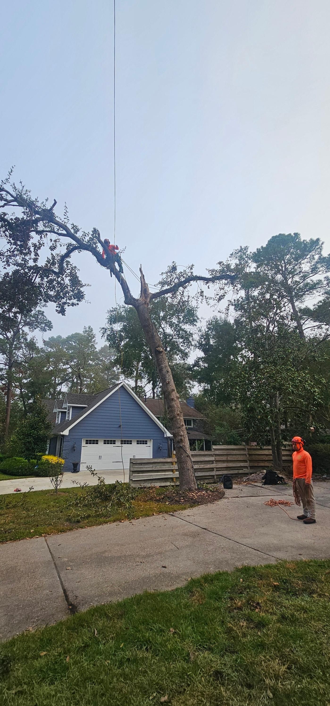  for Servin's Tree Care  in Houston, TX