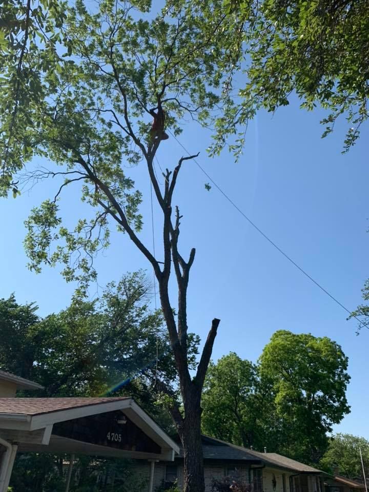  for Classic cut tree trimming and removal in Arlington, TX