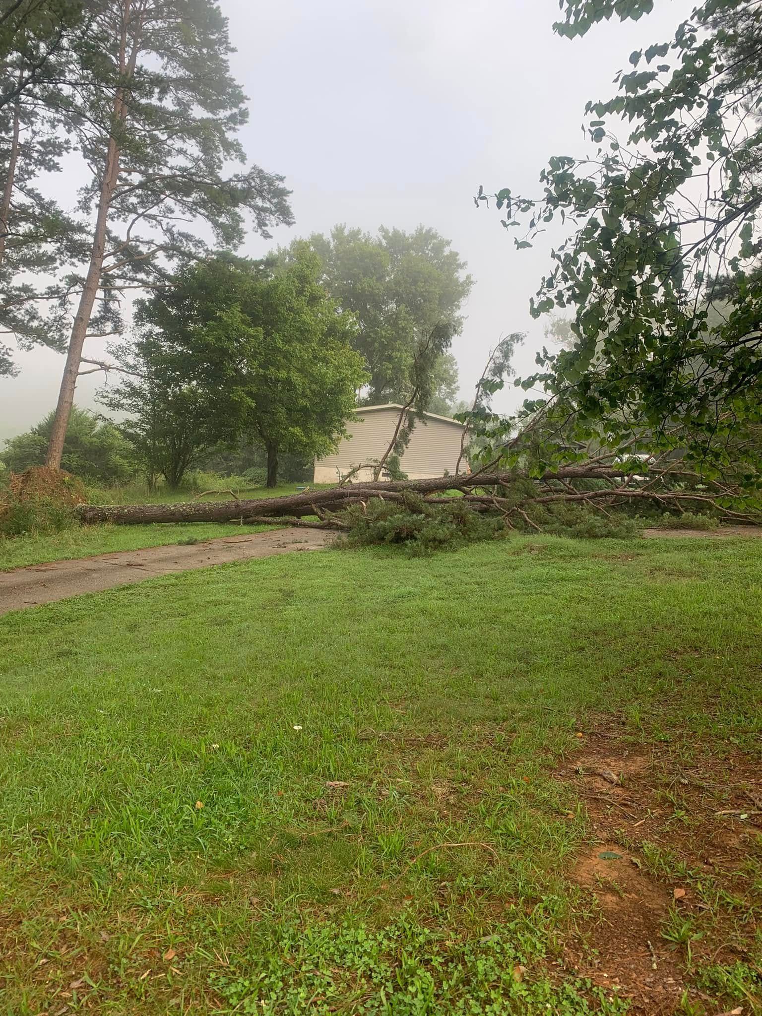  for Grainger Tree Service in Blaine, TN