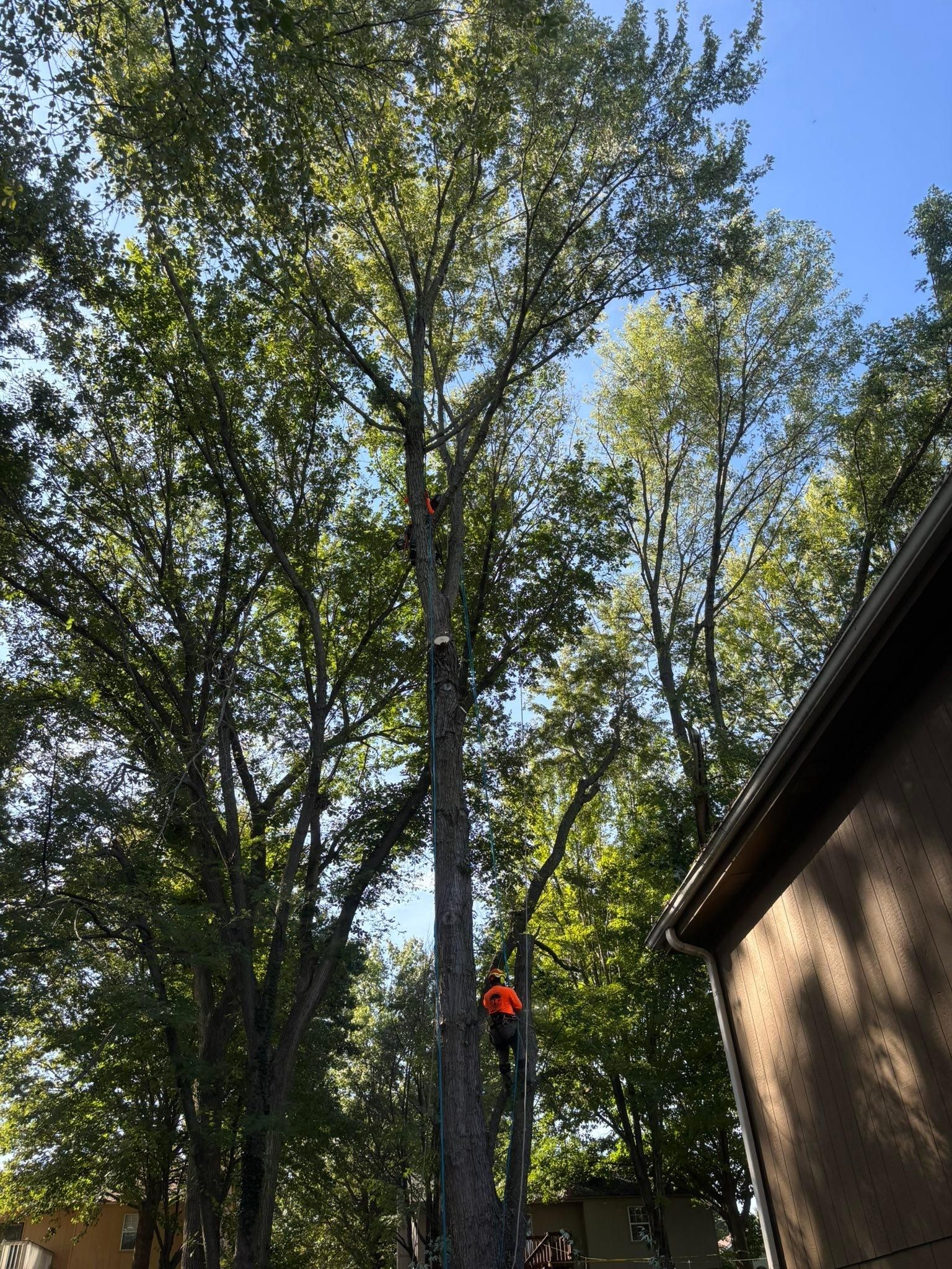 All Photos for Cross Family Tree Service in Kearney, MO