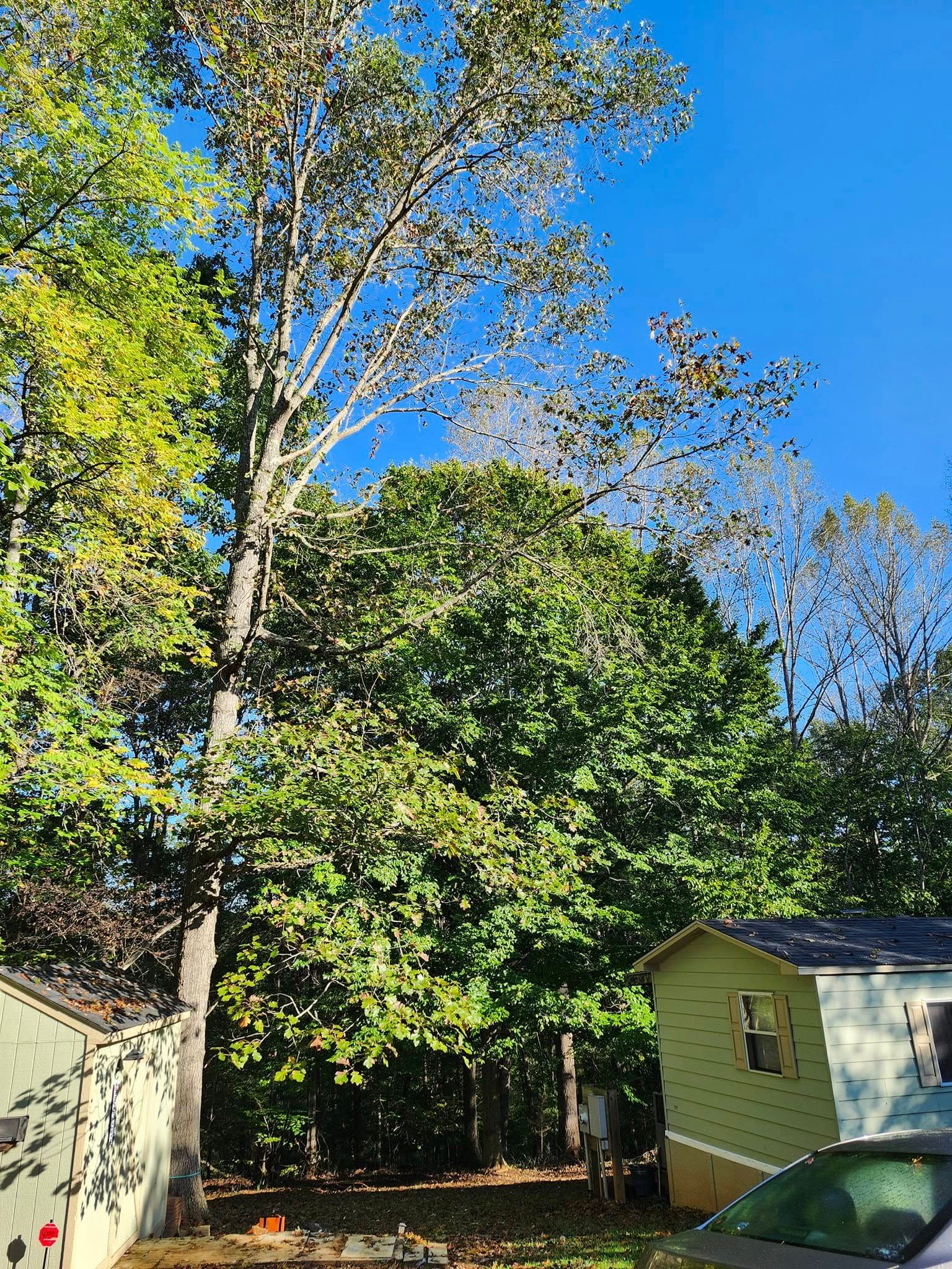  for Red Roosters Tree Services in Bedford, VA