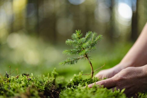 Lawn Maintenance for Morning Dew Landscaping Services in  Marlboro, NY