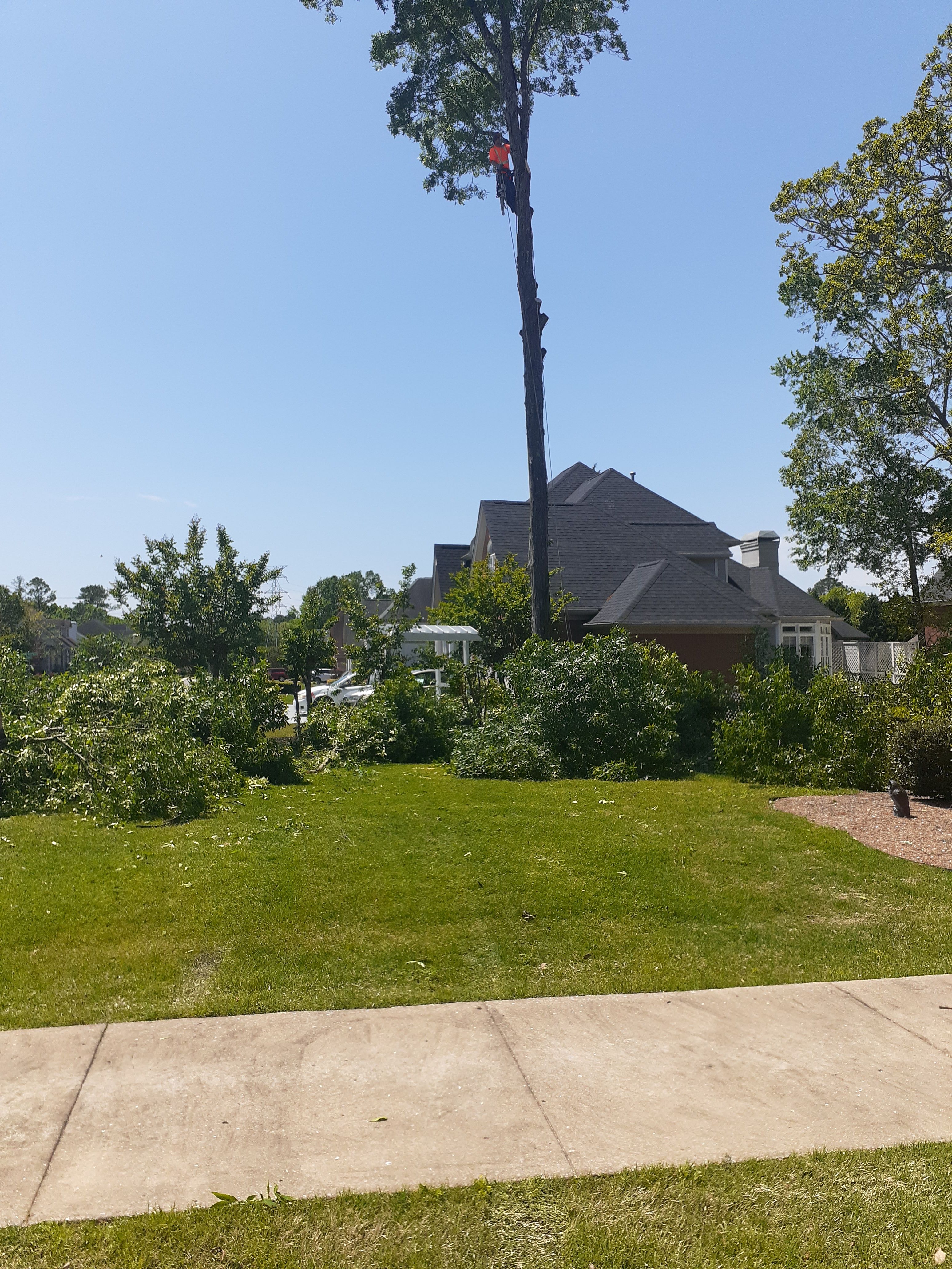  for Professional Tree Service USA in Chattanooga, TN