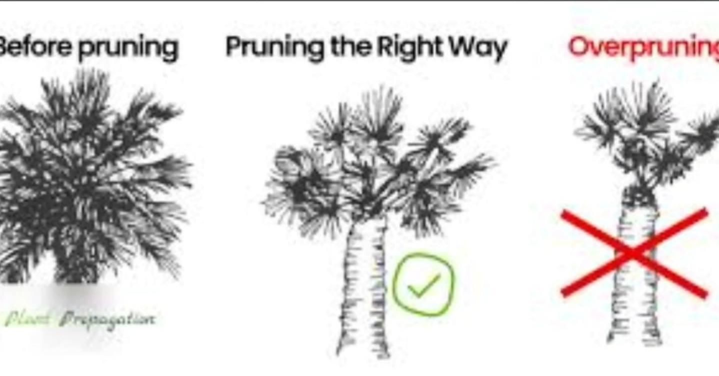  for Bridgewater Arbor Care LLC in Jupiter, FL