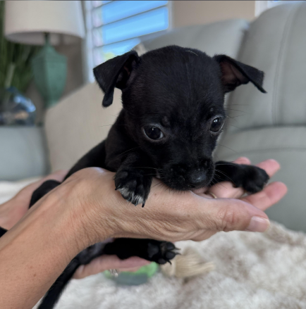  for Sullivan Sanctuary of Maine in Brunswick, ME