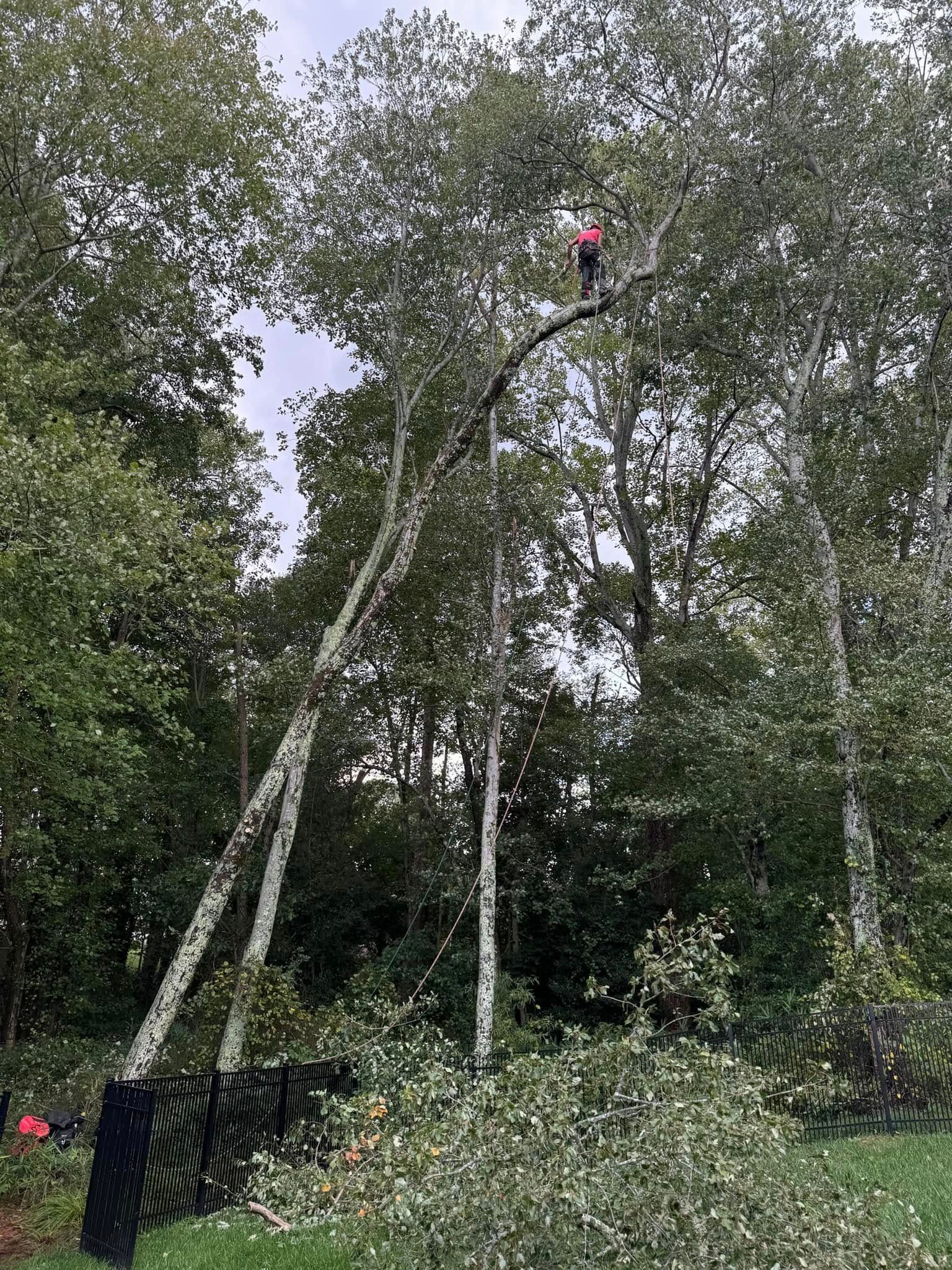  for Nature’s Own Tree Service in Hickory, NC