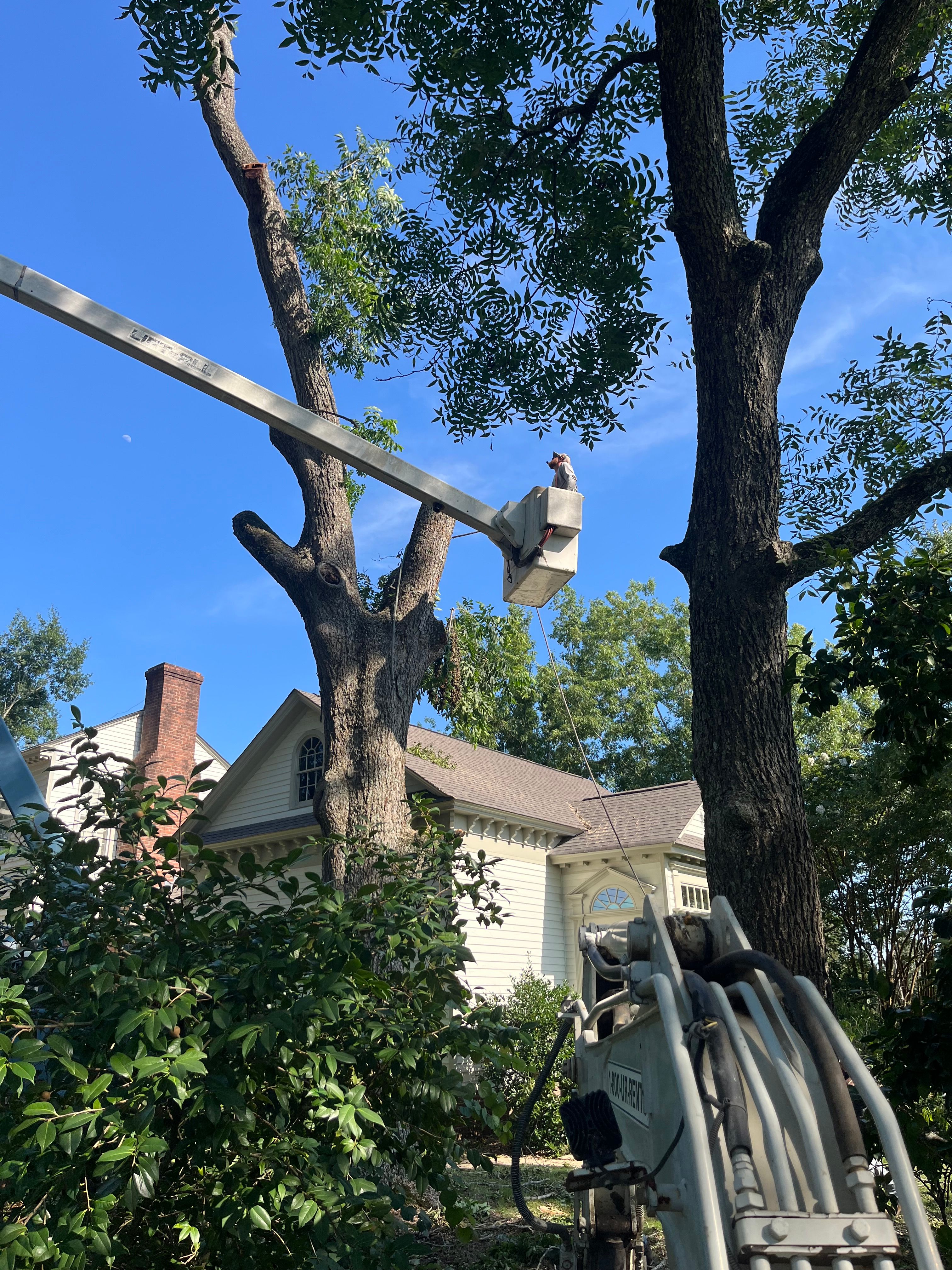  for T N L - Tree and Land Service in Reynolds, GA