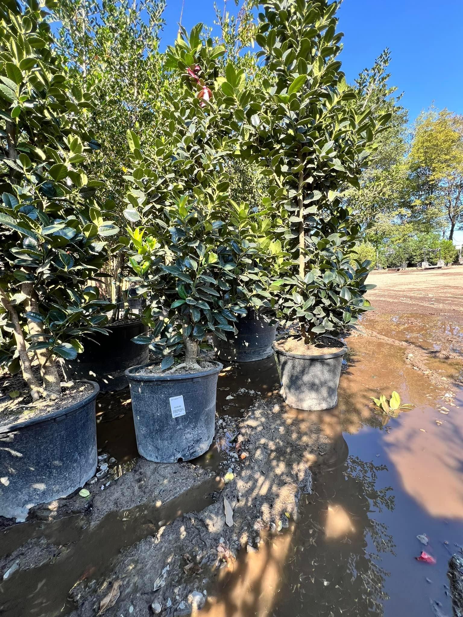  for Sanchez Z. Landscaping in Memphis, TN