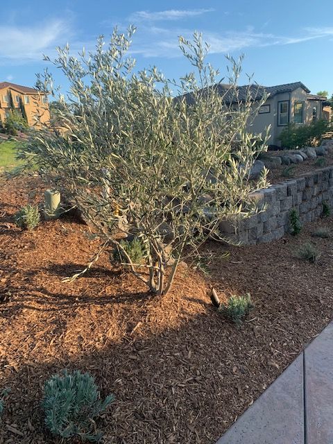  for Blue Water Landscape Services in El Dorado Hills, CA